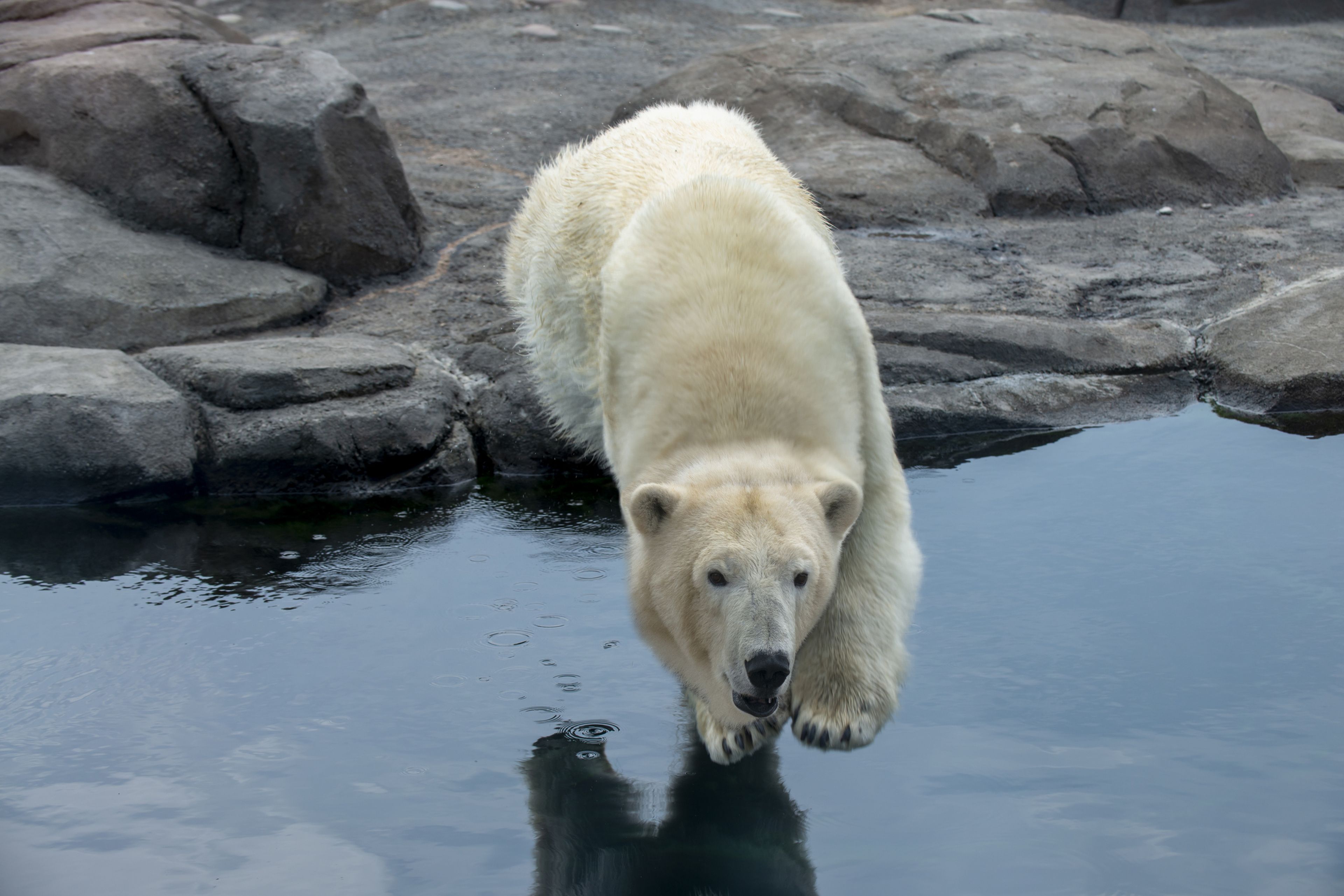 agua fría, oso polar