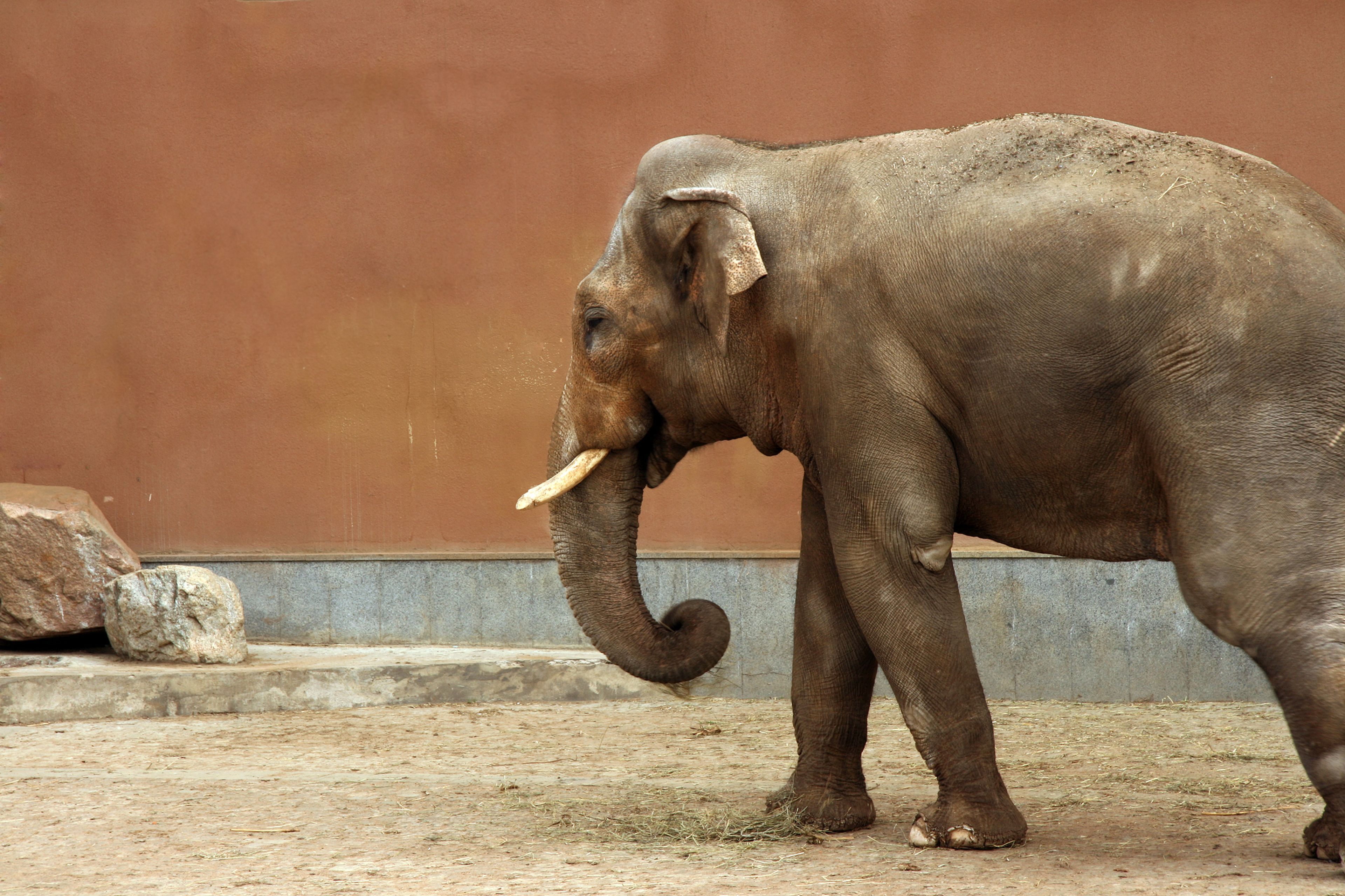 Elefante en un zoo.