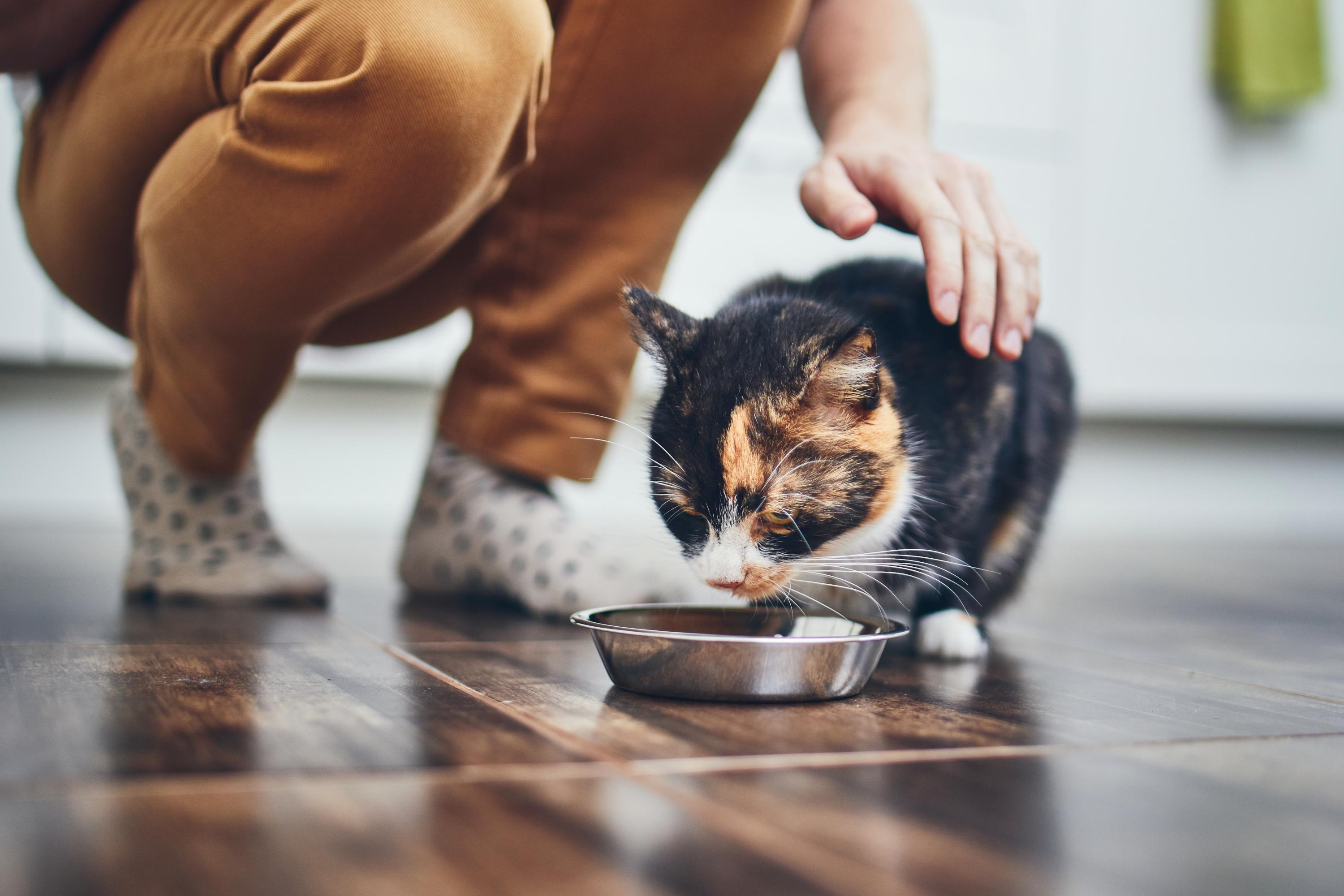 Compra la Mejor Comida Húmeda para Gatos Esterilizados