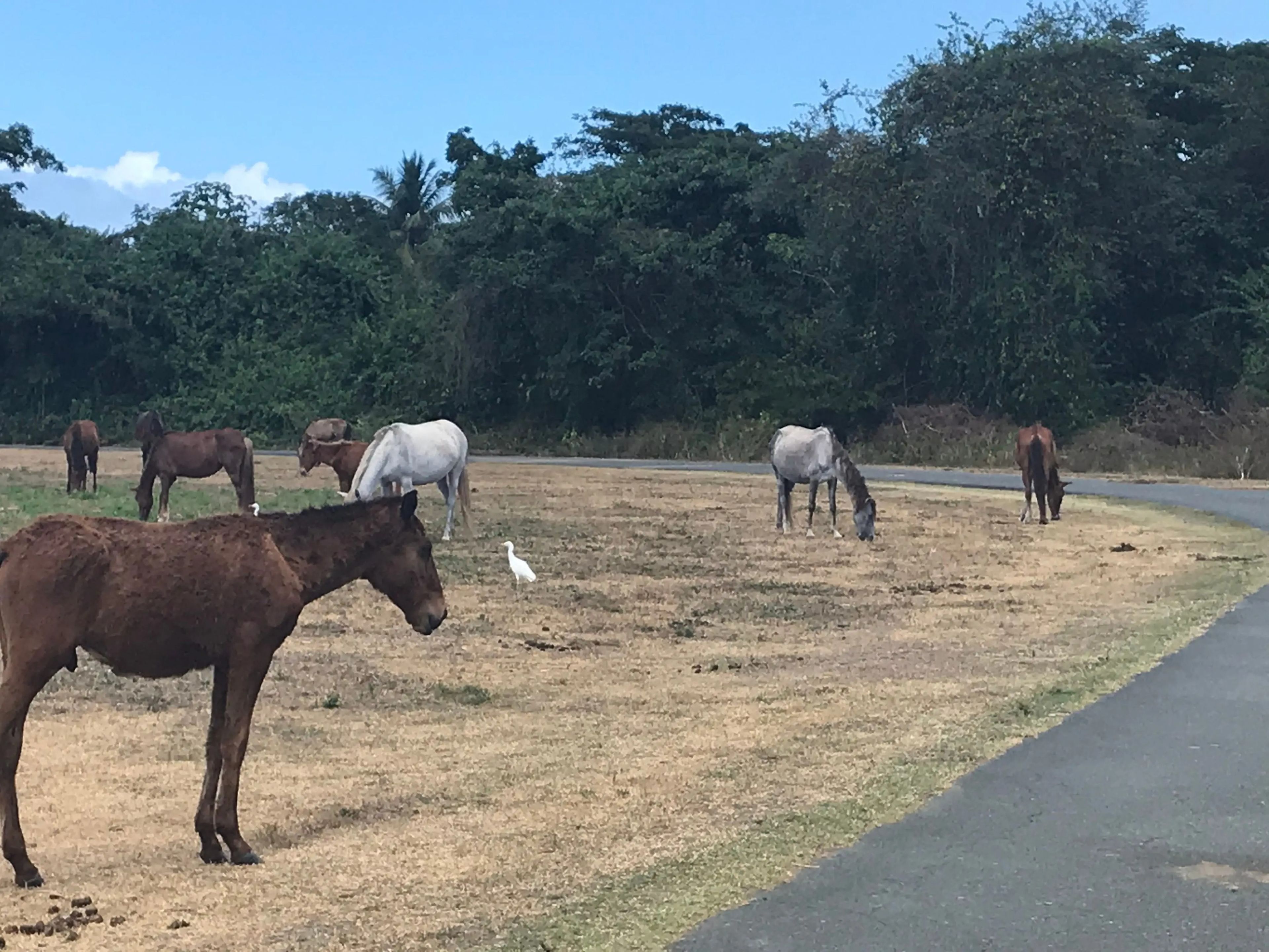 Vieques es el hogar de cientos de caballos salvajes.