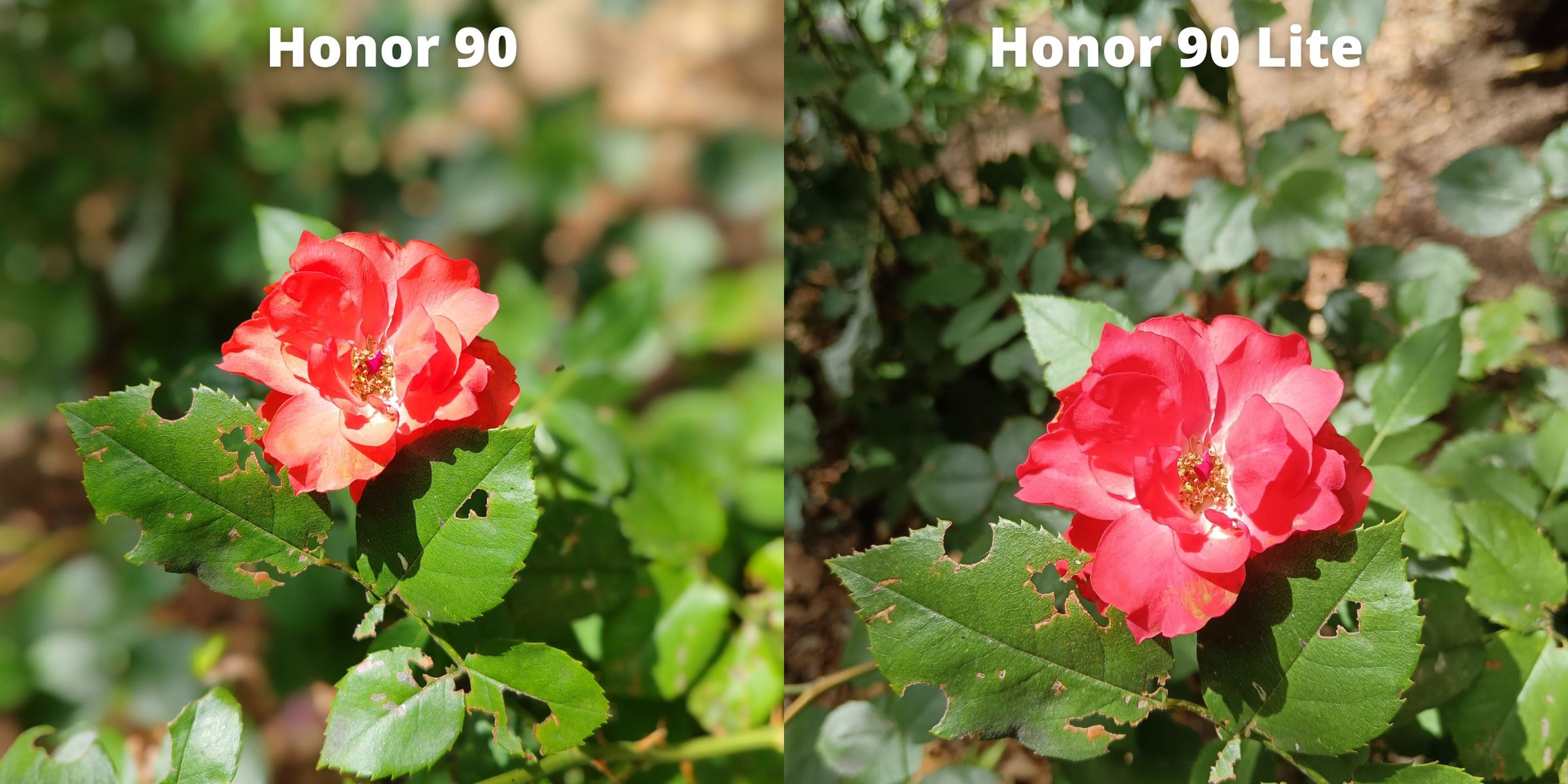 Honor 90 vs Honor 90 Lite