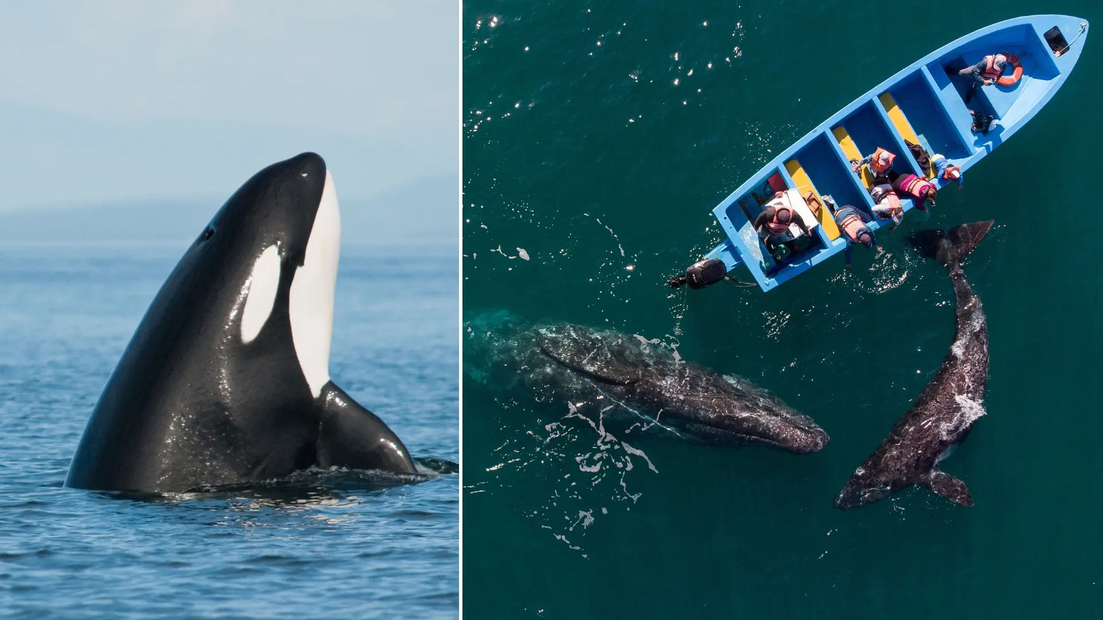 Las orcas han embestido barcos cerca de España y Portugal. Las ballenas grises de Baja California se acercan con frecuencia a los barcos 