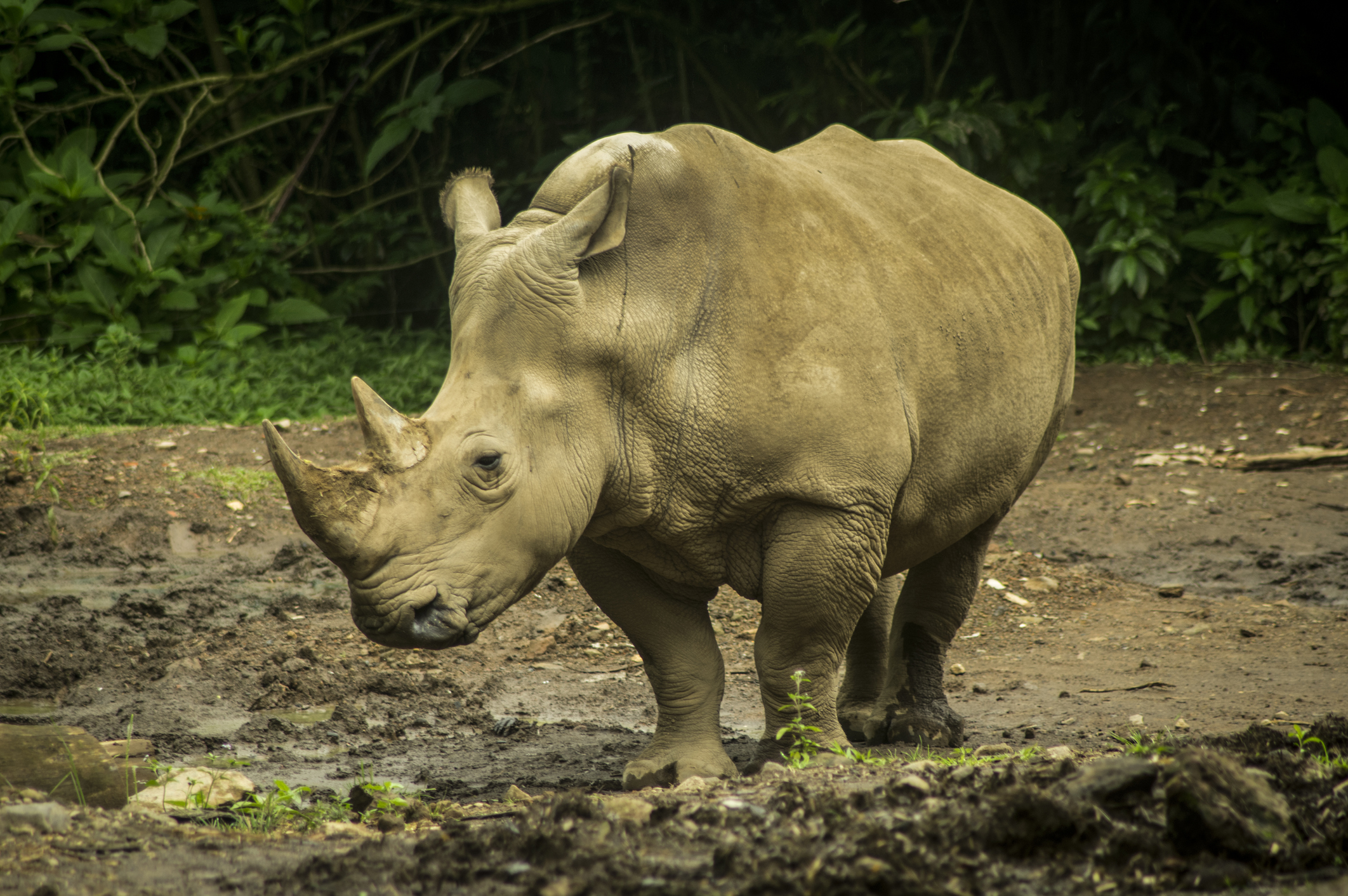 lista de animales en peligro de extincion