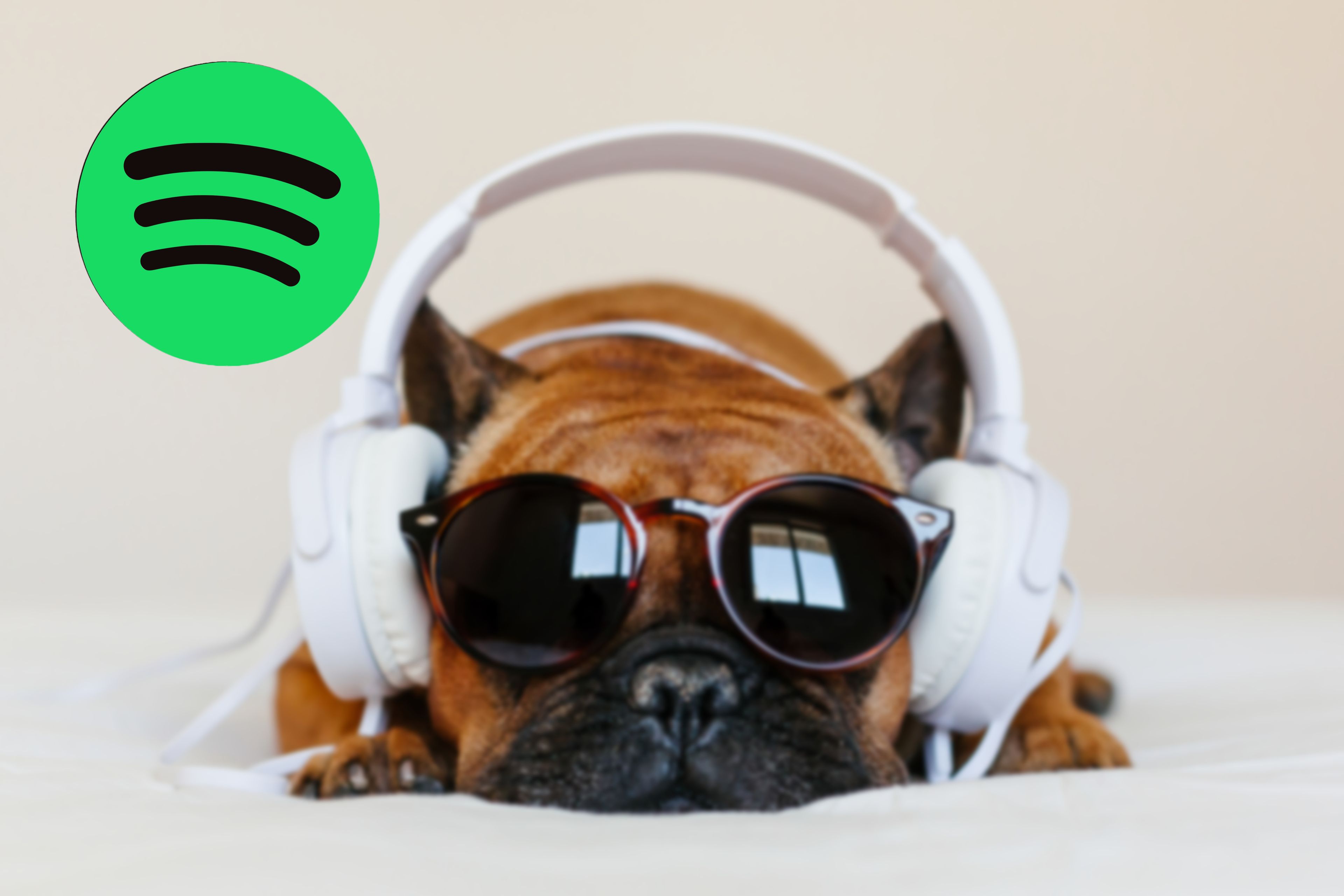 Spotify perro bulldog francés escuchando música
