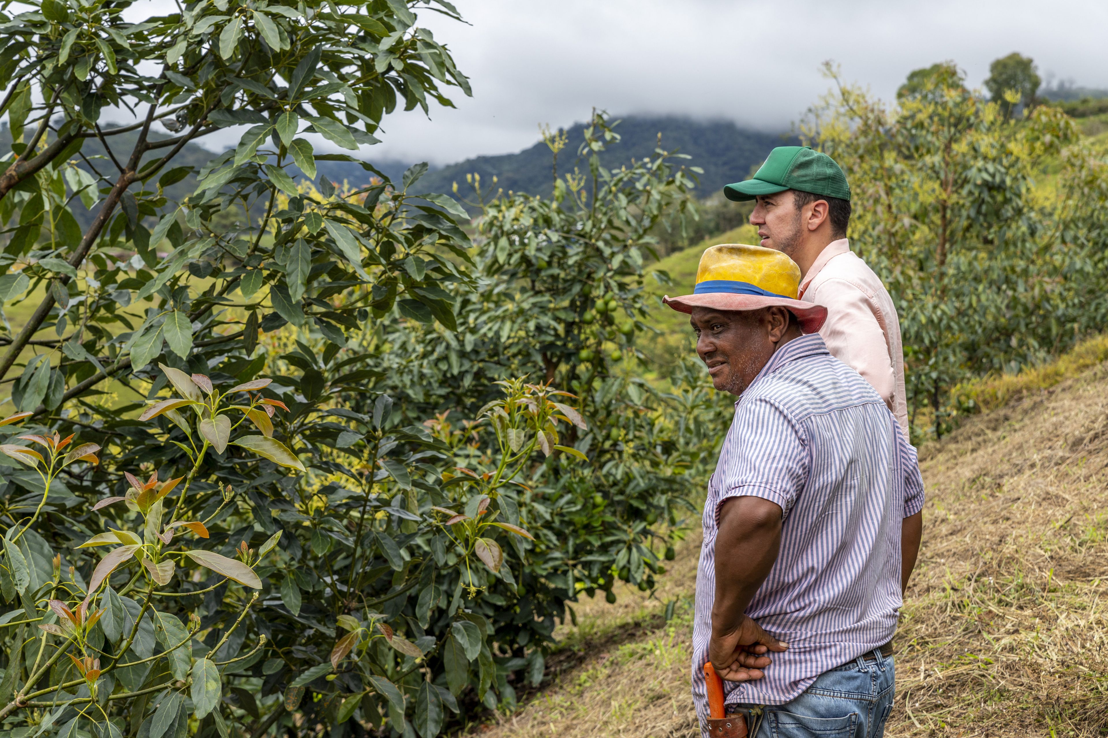 2 personas inspección un cultivo de aguacates en Colombia.