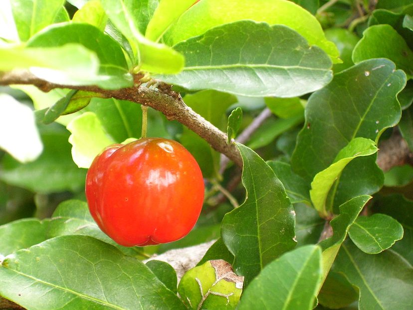 La acerola, rica en vitamina C