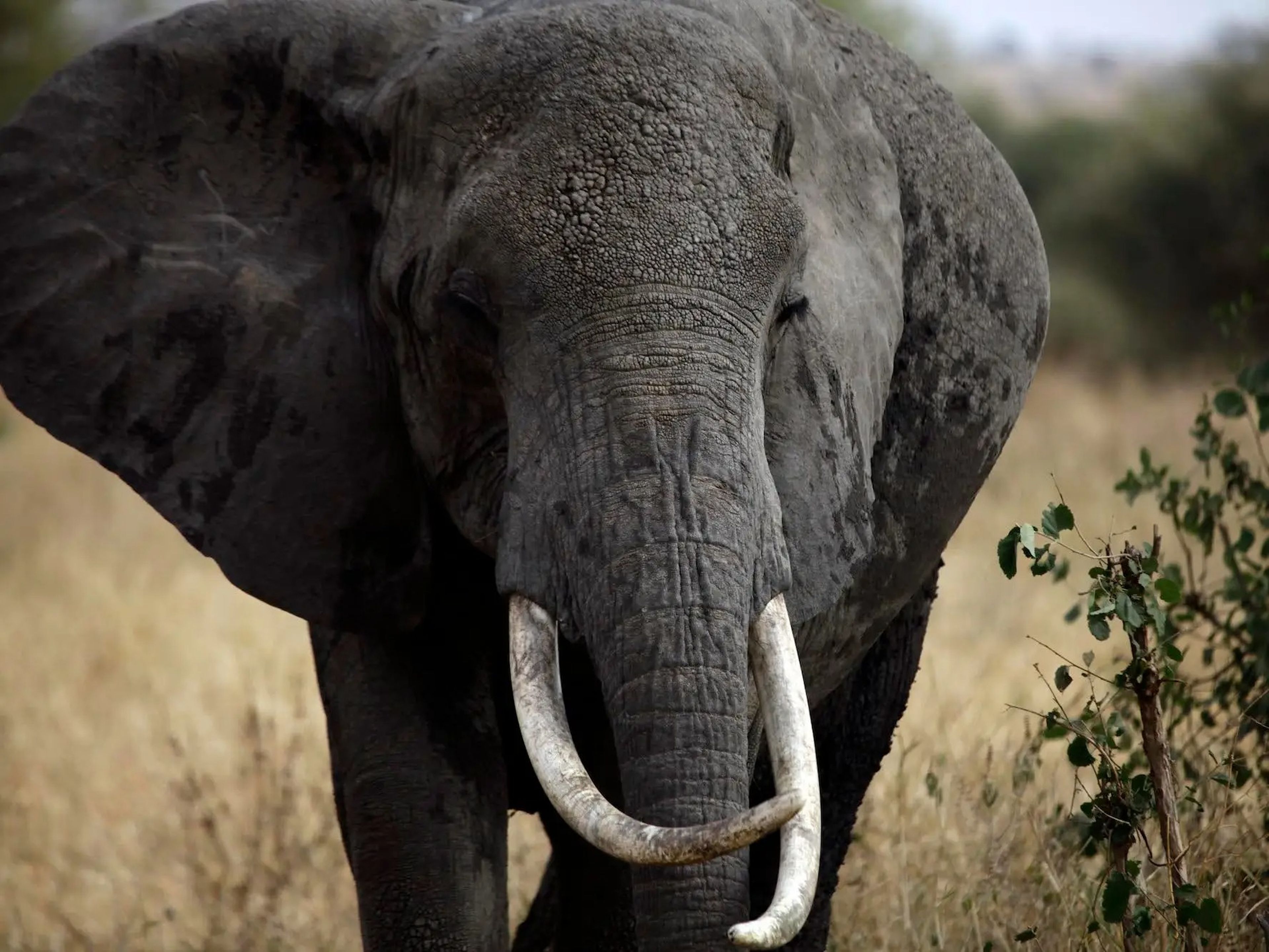 Los elefantes tienen muchas formas de mantenerse frescos, incluido batir sus grandes orejas.