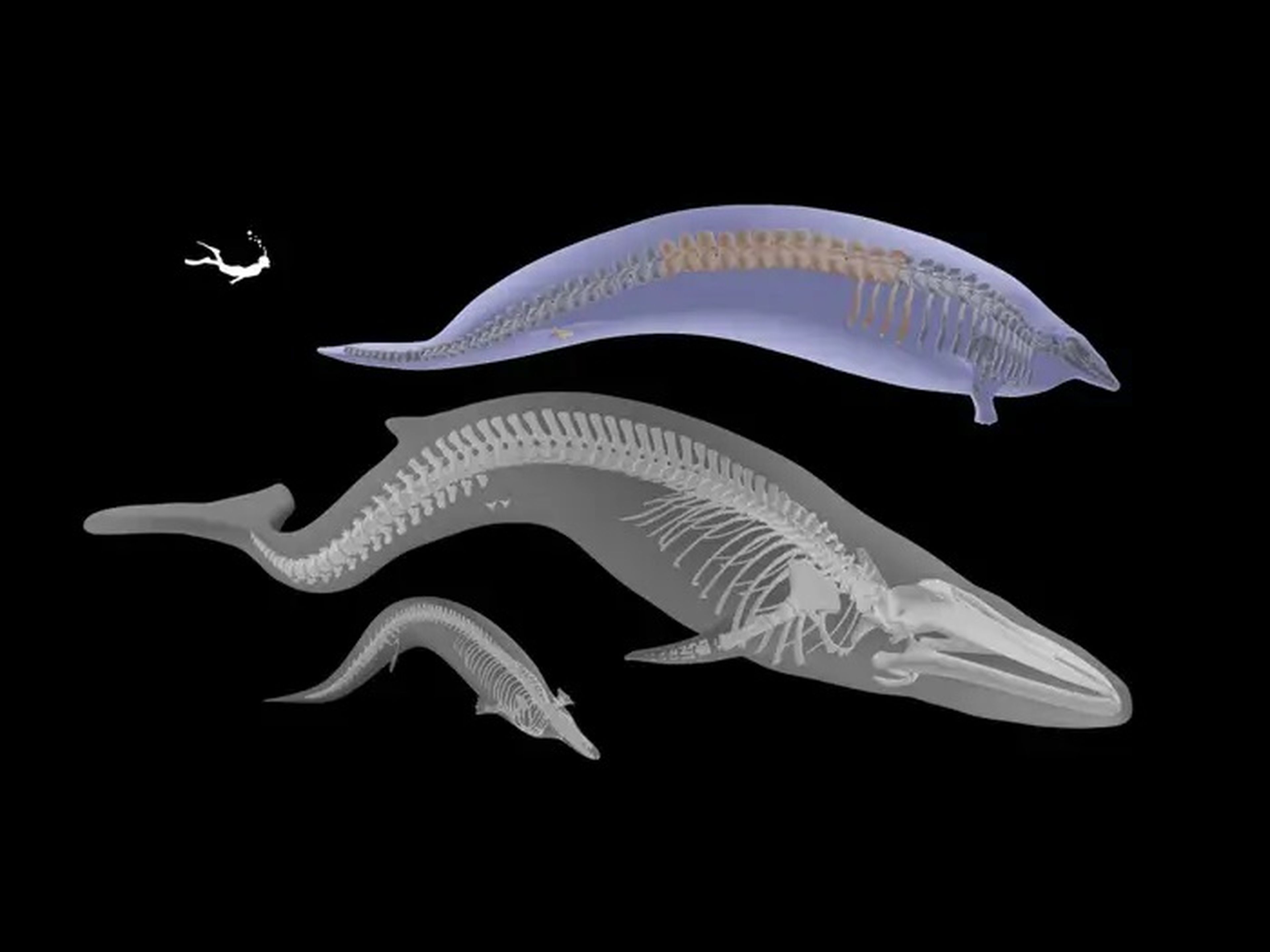 Un modelo en 3D muestra el aspecto que tendría un esqueleto completo de Perucetus colossus, sobre un esqueleto de ballena azul y otro más pequeño de Cynthiacetus peruvianus.