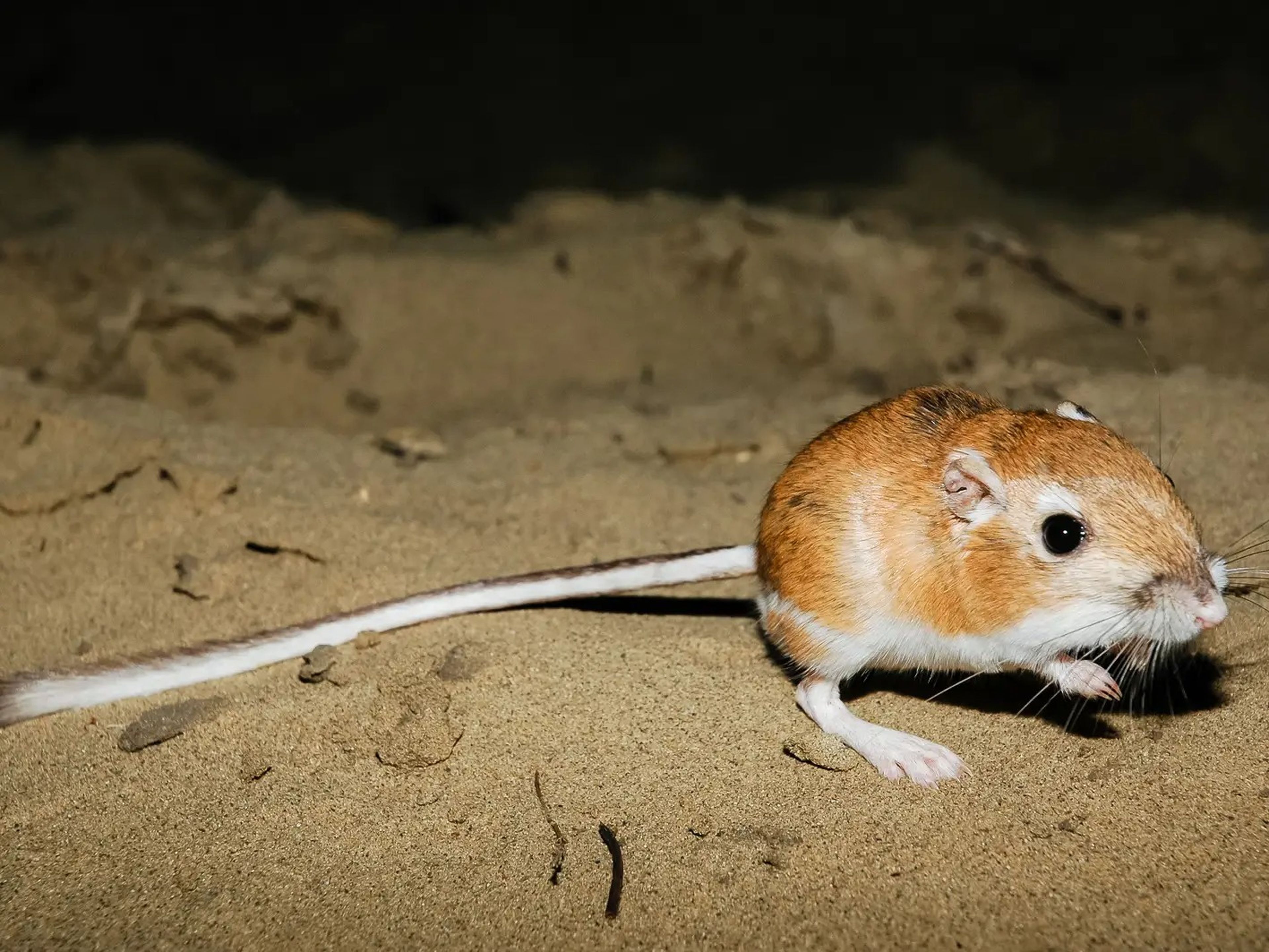 Una rata canguro por la noche en el desierto.