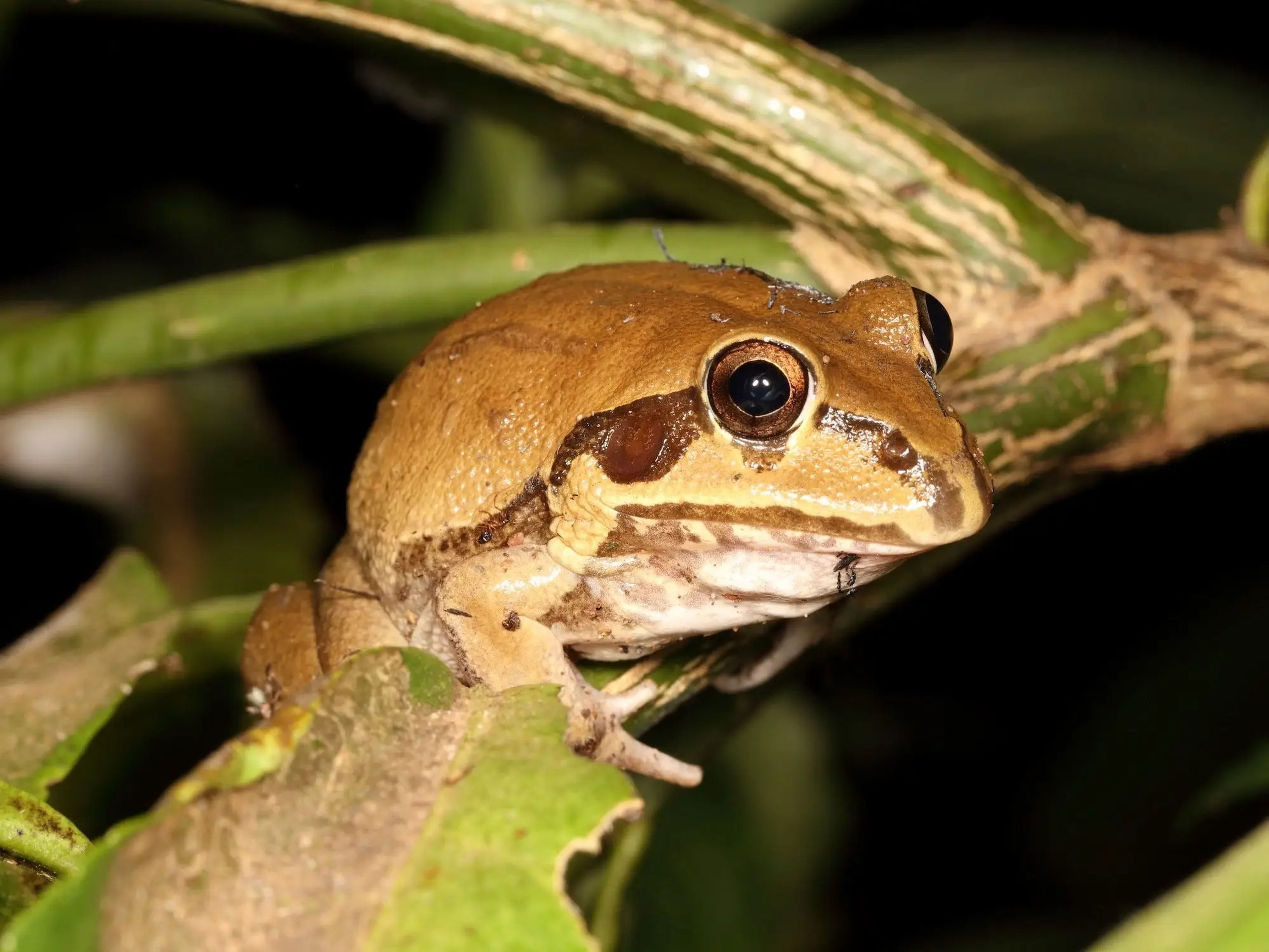 Durante la estación seca, la rana Cyclorana Australis se esconde y forma un capullo de moco para mantenerse húmeda.