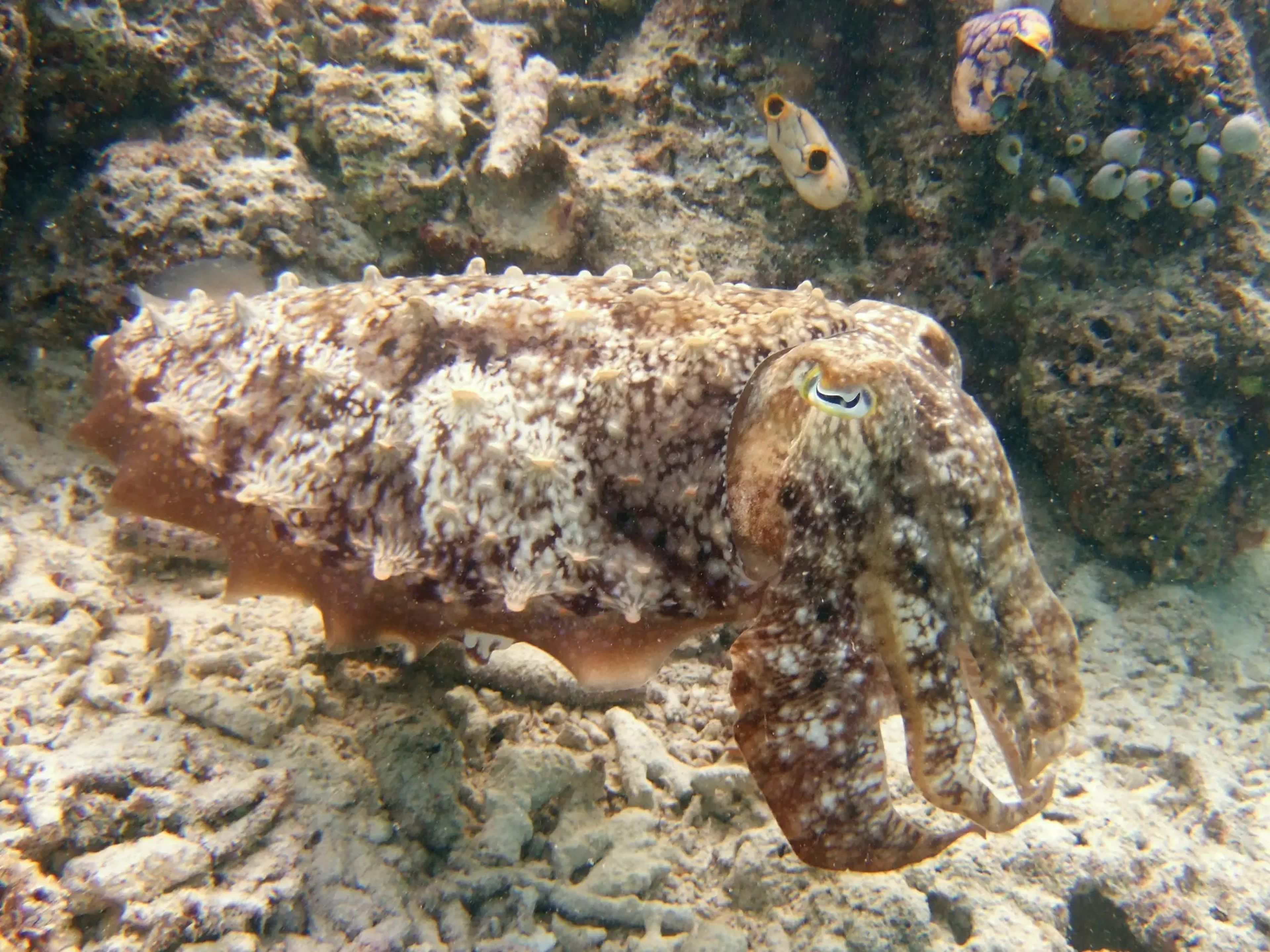 Una sepia mezclándose con su entorno en el Mar de Célebes. 