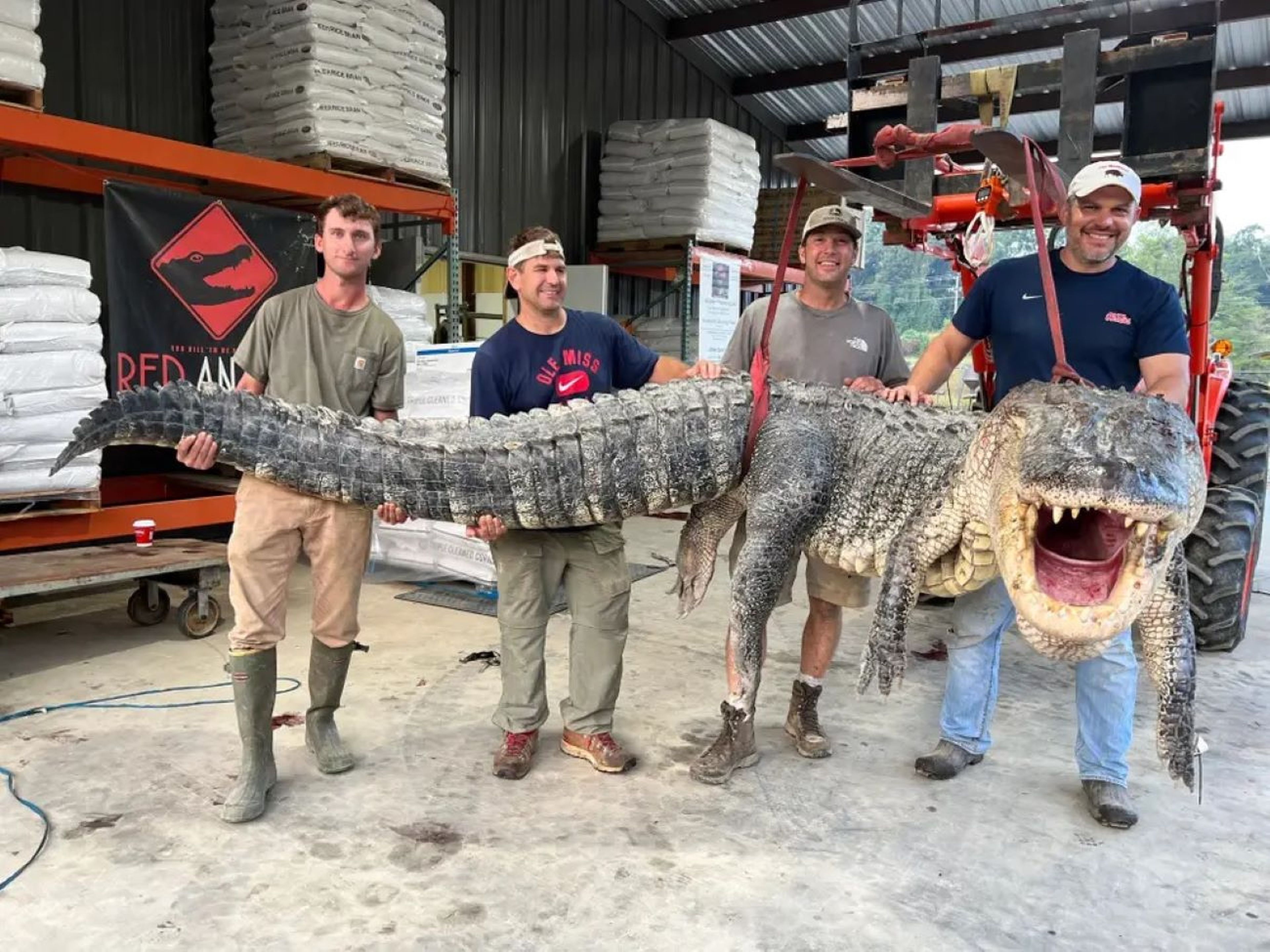 Un caimán de 364 kg y 4,3 m en Mississippi (EEUU) ha batido el récord estatal de tamaño.