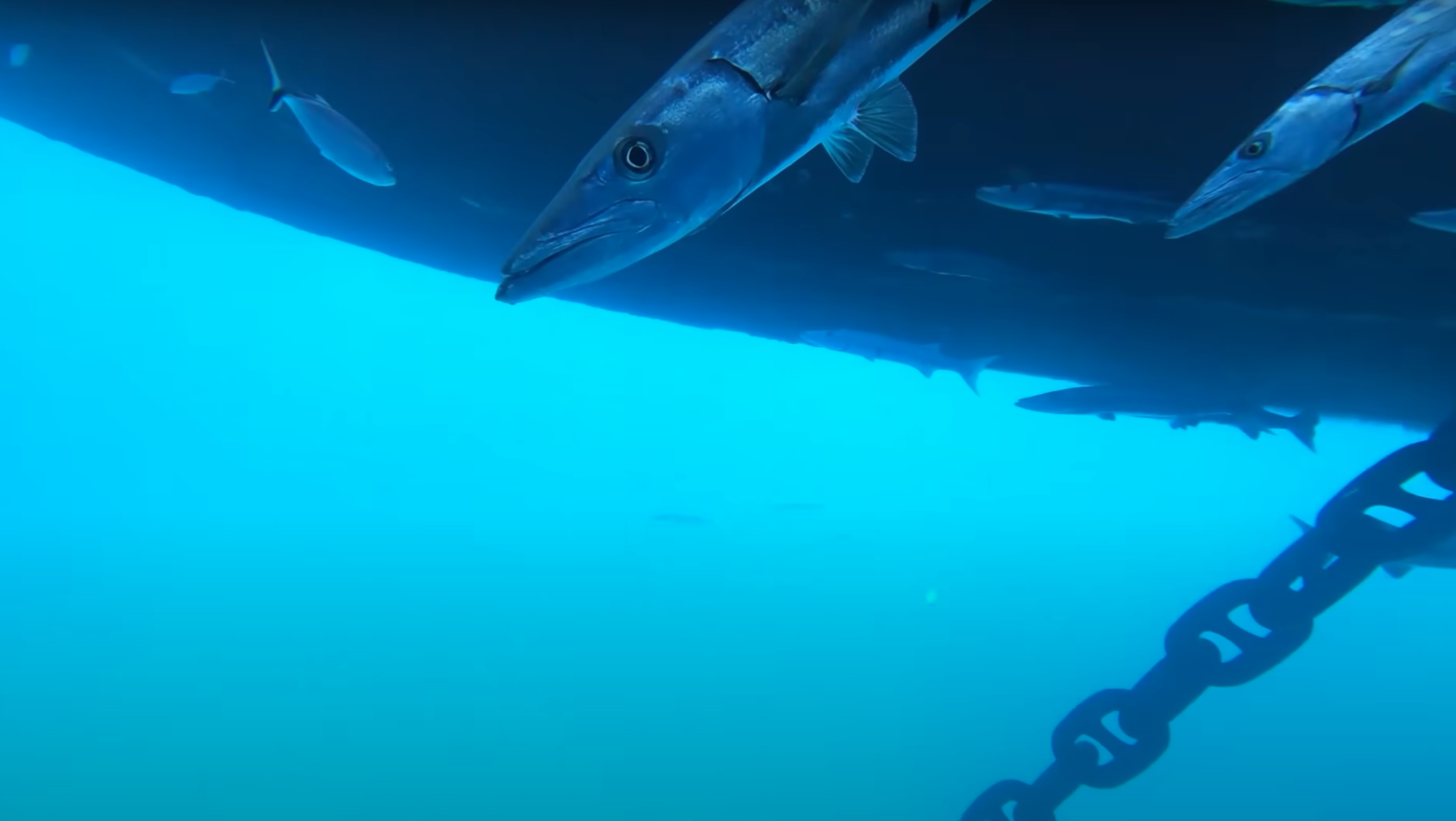 Captura del vídeo grabado por una GoPro bajo un crucero.