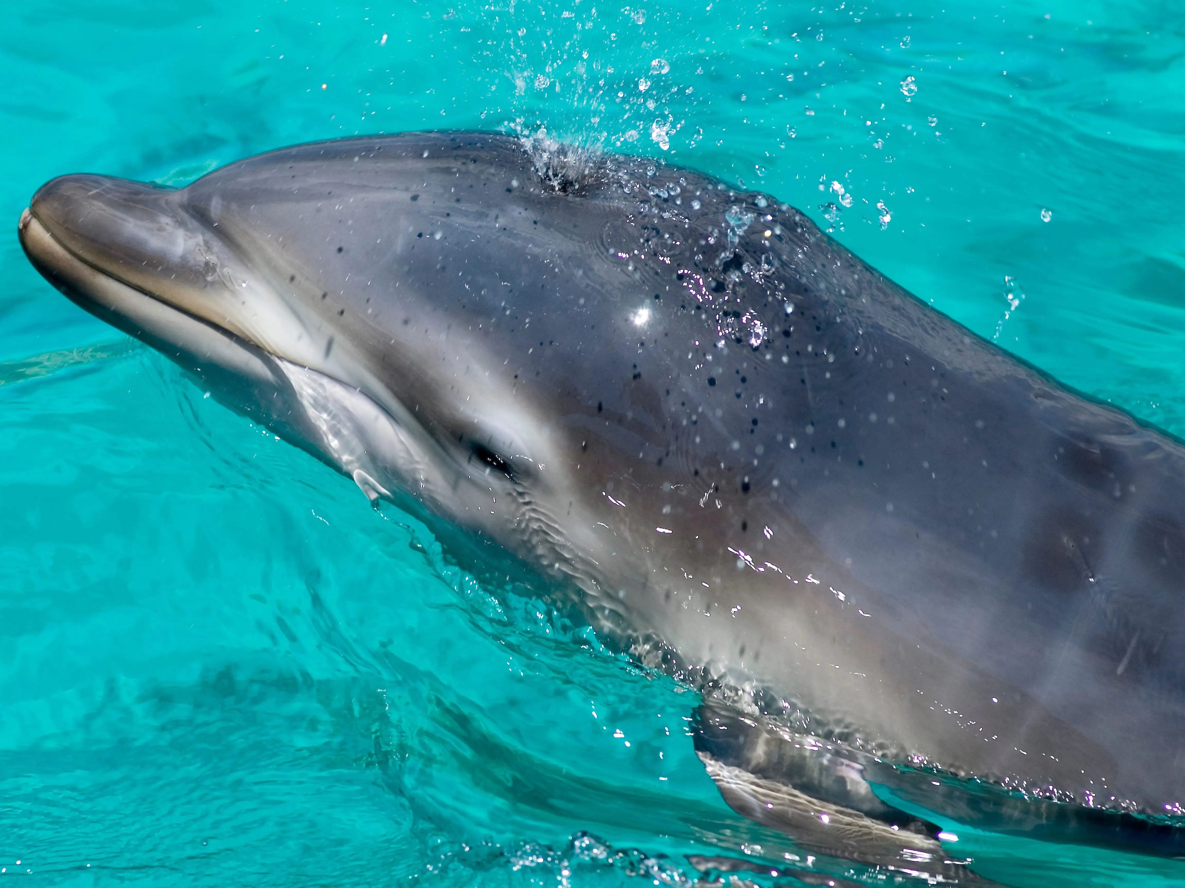 Un delfín mular recién nacido.