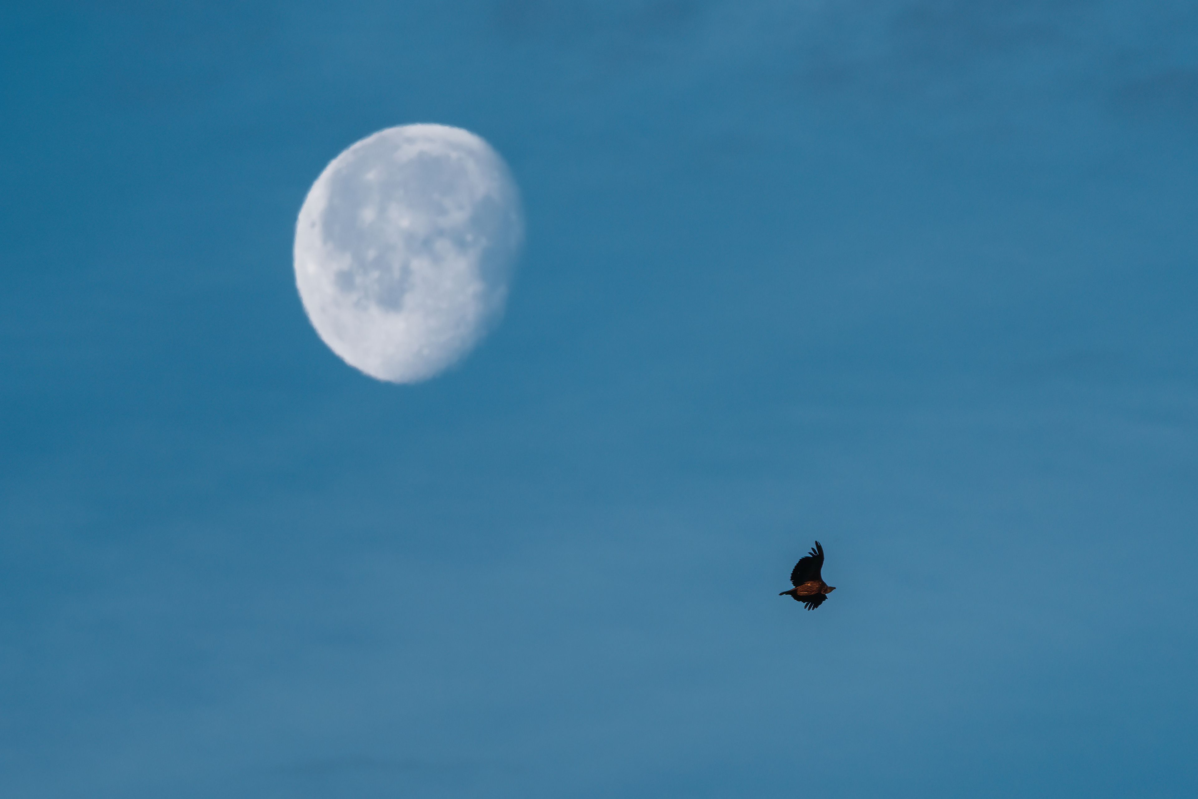 Luna menguante en el cielo azul