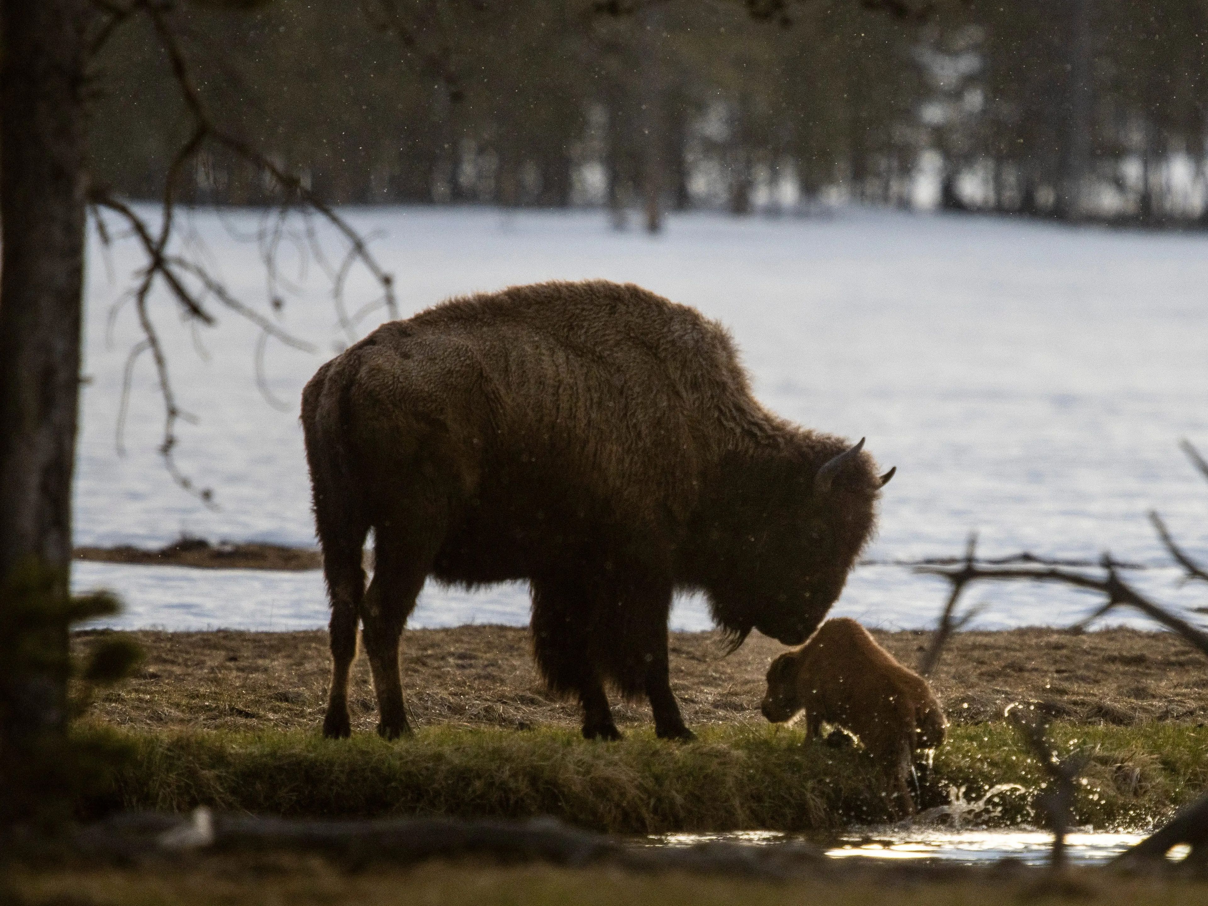 Una madre bisonte observa cómo su cría lucha por salir de un pequeño arroyo tras caerse en el Parque de Yellowstone.
