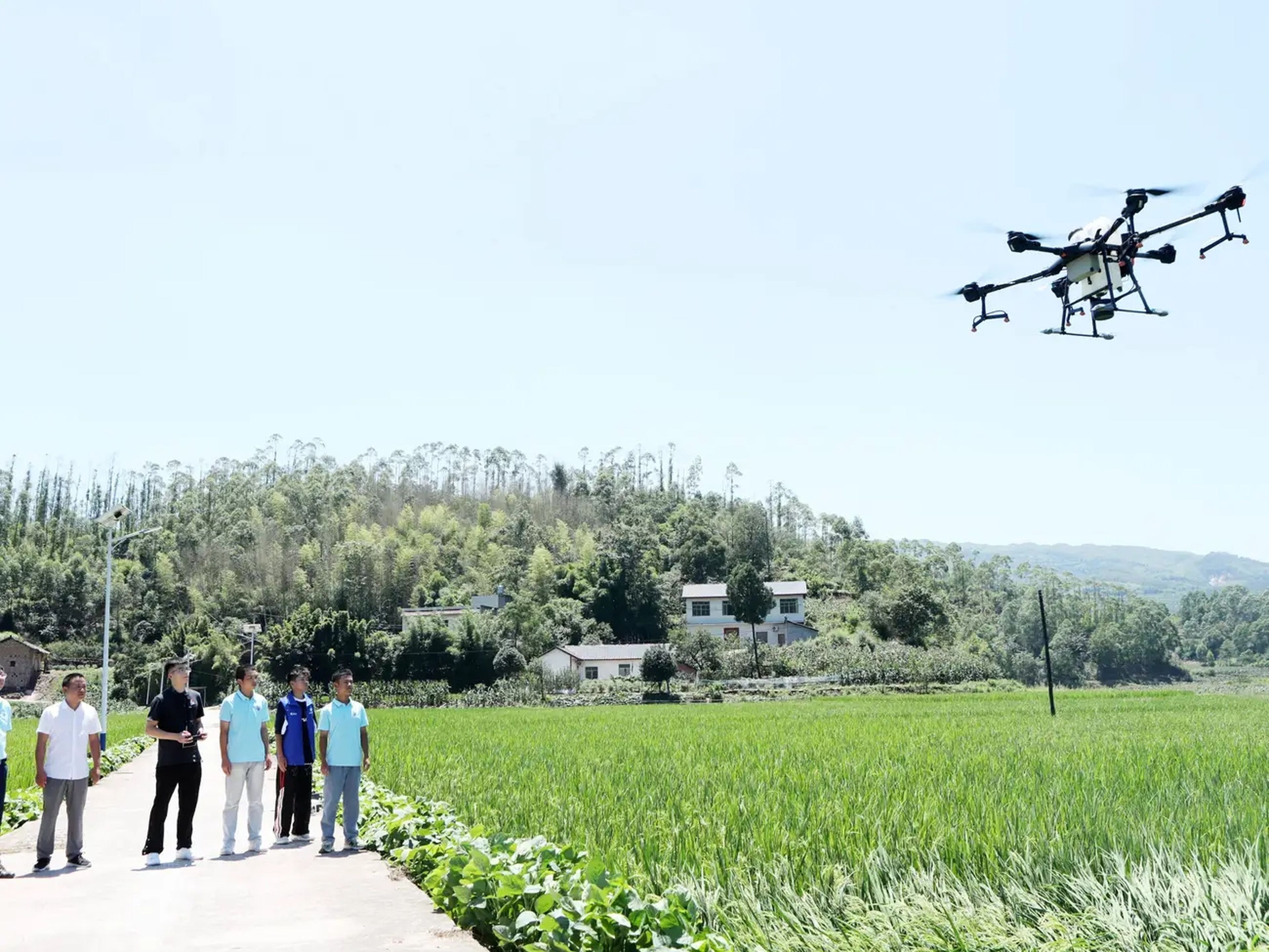 Profesores y estudiantes utilizan un dron fitosanitario para rociar insecticidas sobre arrozales en Chongqing, China, el 5 de julio.