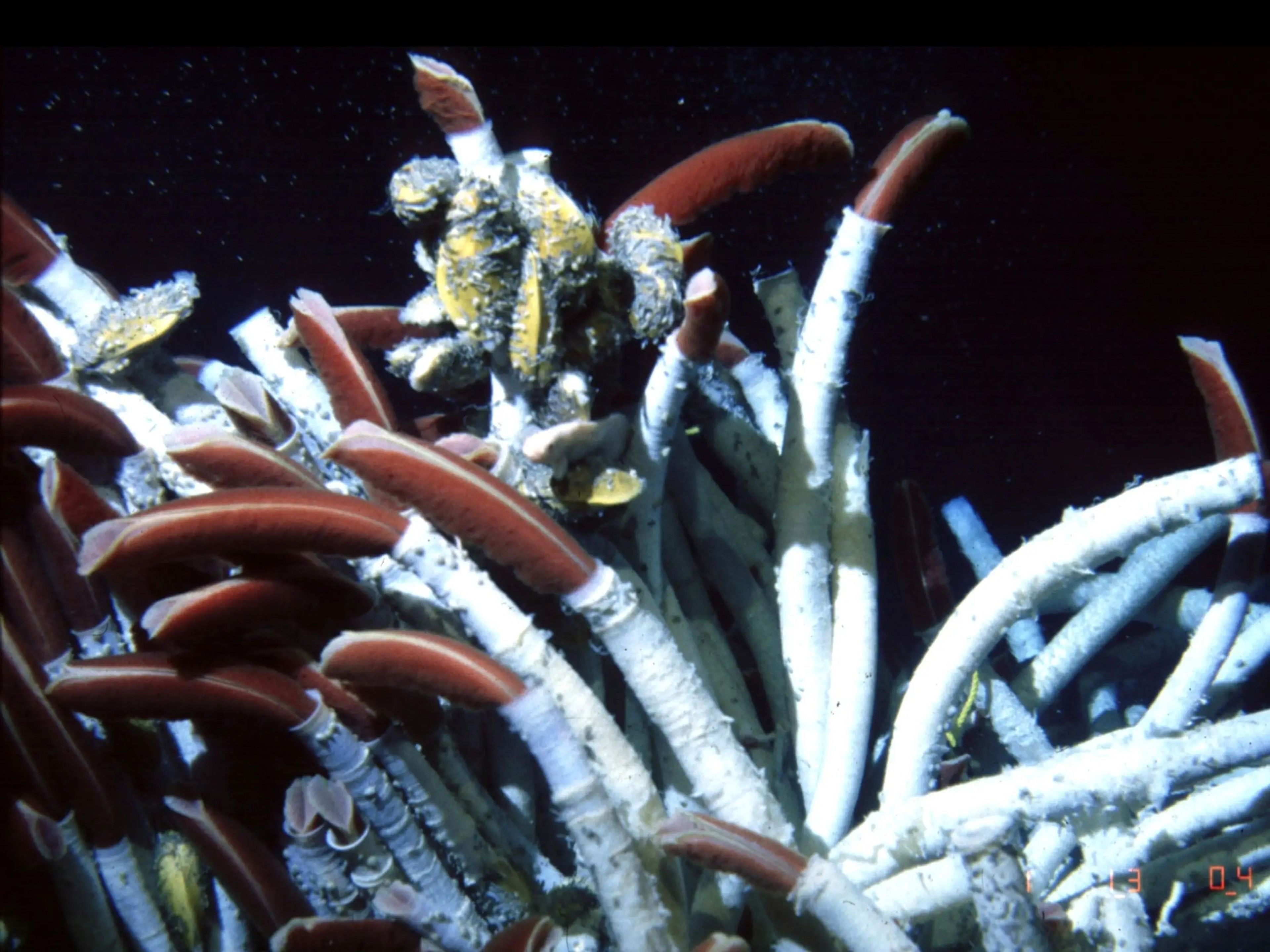 Los gusanos tubulares se adaptan al ambiente cálido y rico en nutrientes de los respiraderos hidrotermales en las profundidades del fondo del océano.