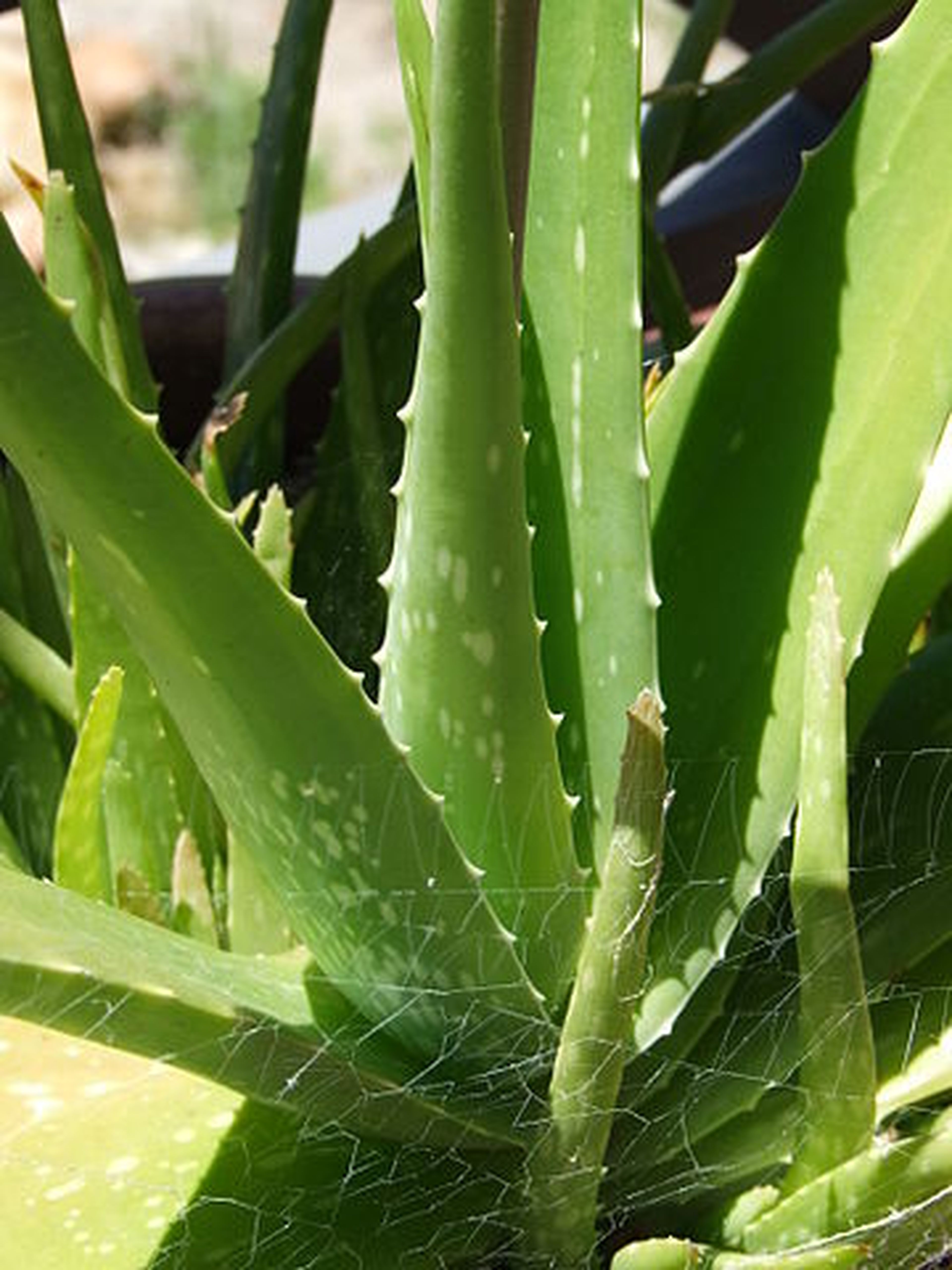 Aloe vera planta interior
