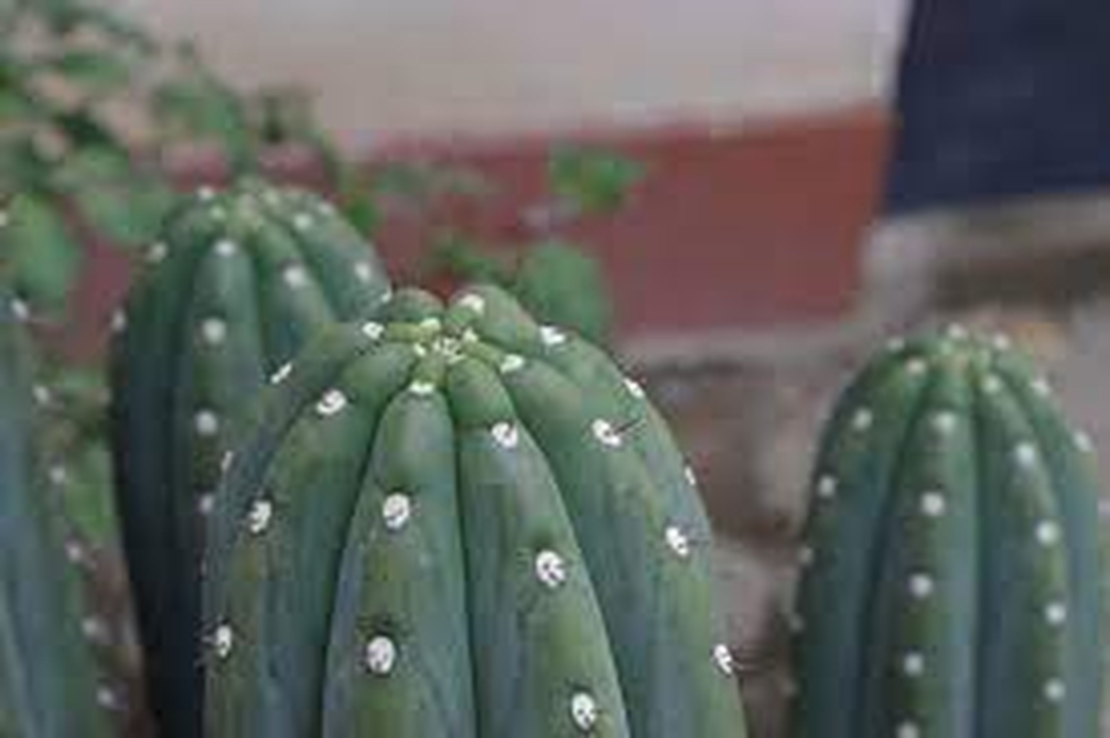 Cactus para tu casa