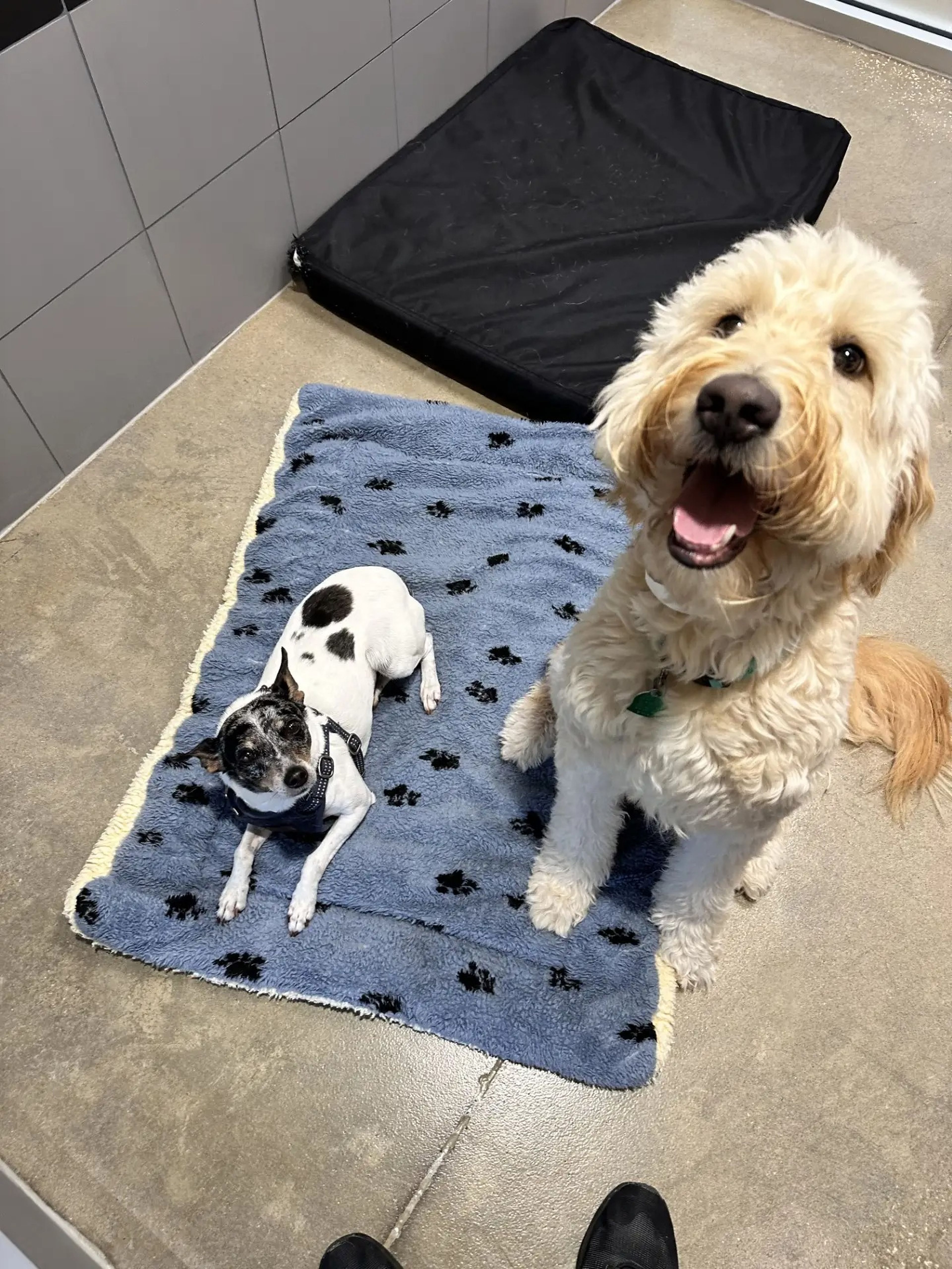 Dogs staying at the Best Friends Pet Hotel.