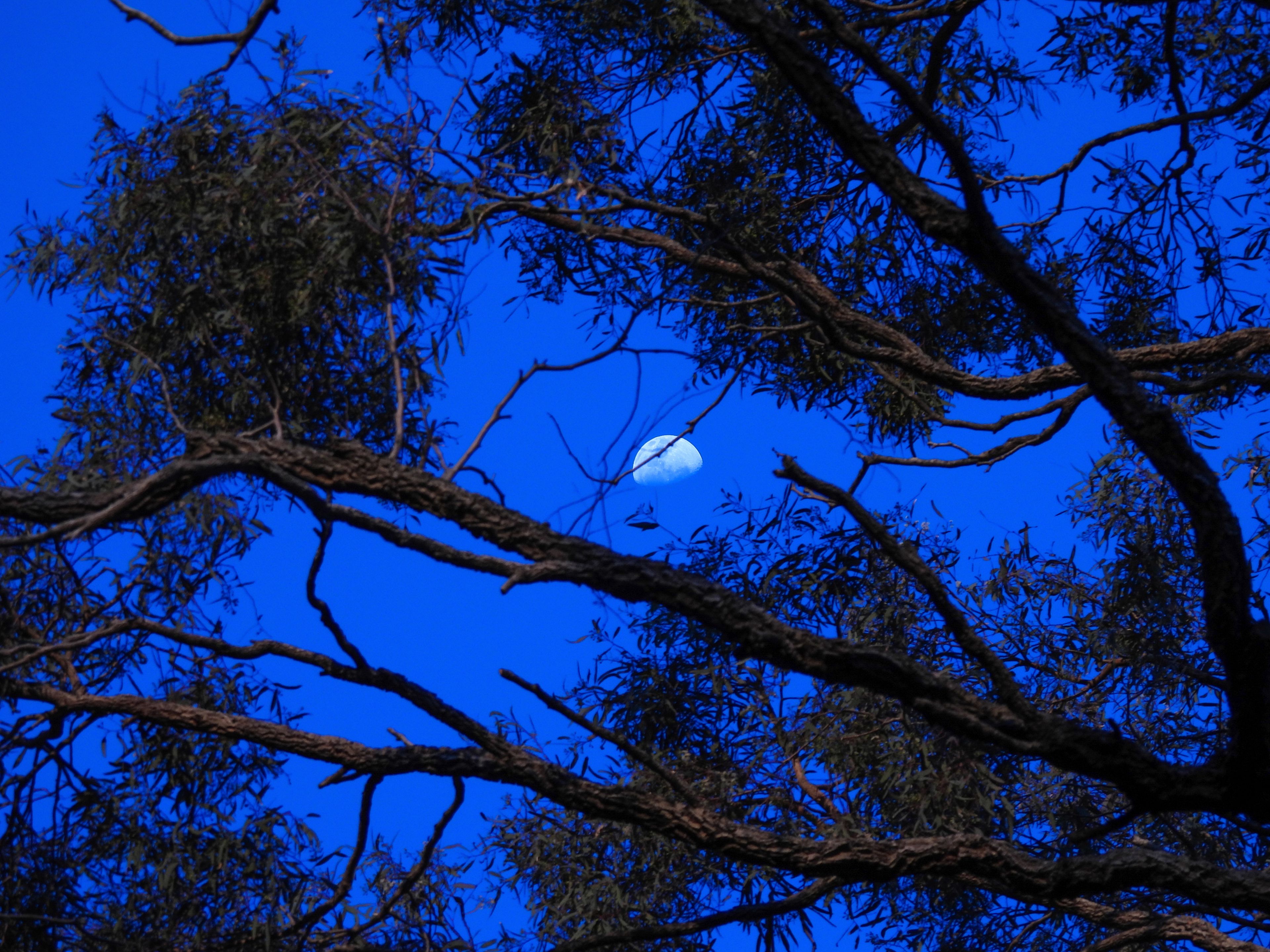 Luna escondida entre los árboles