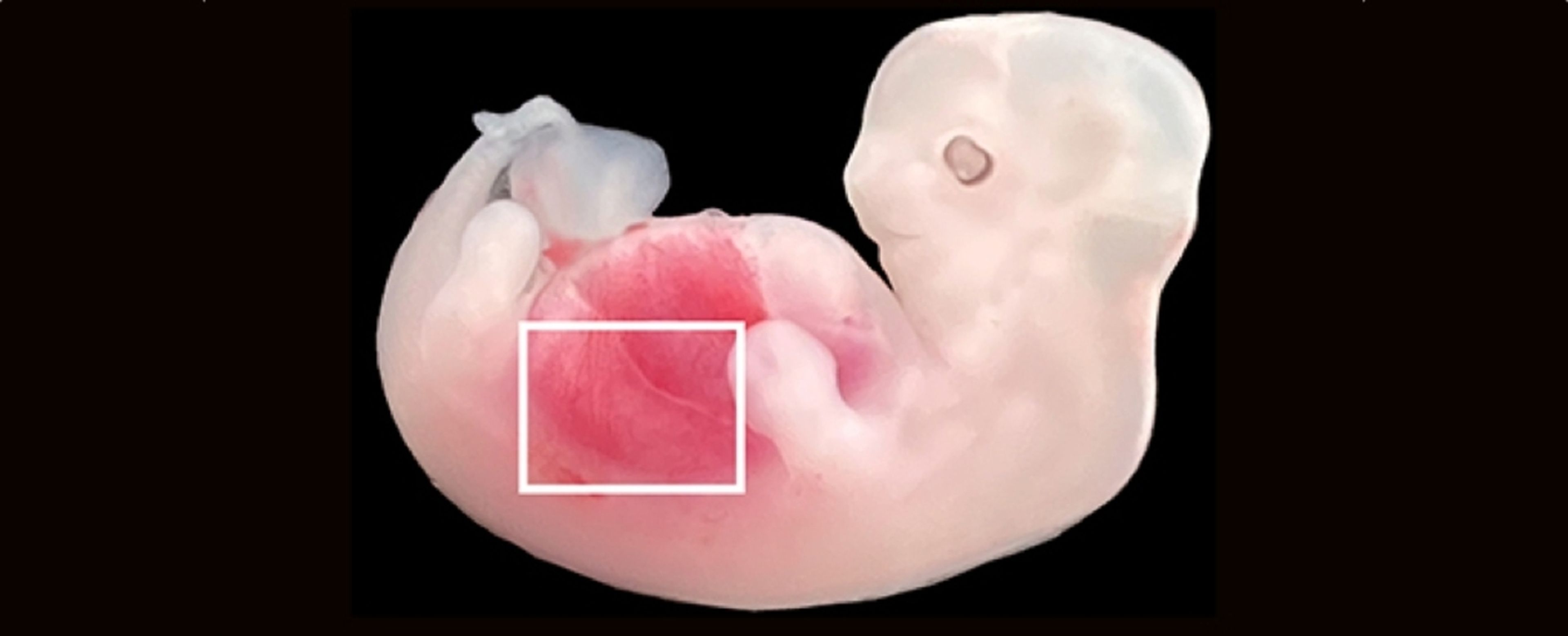 Riñones cultivados en embriones de cerdo