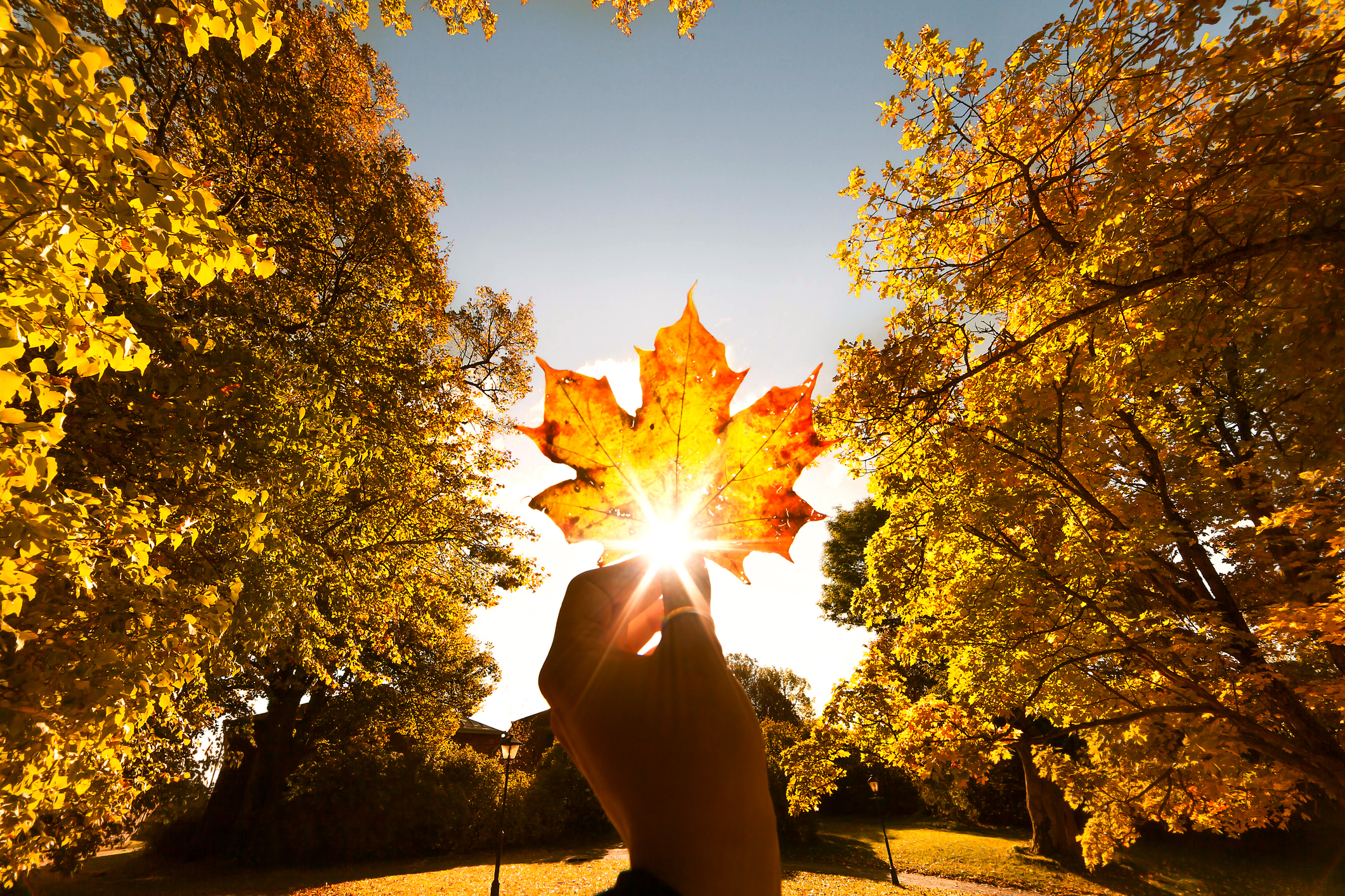 Осень дарит вдохновение. Солнечная осень. Осеннее солнце. Осень солнце. Солнце осенью.