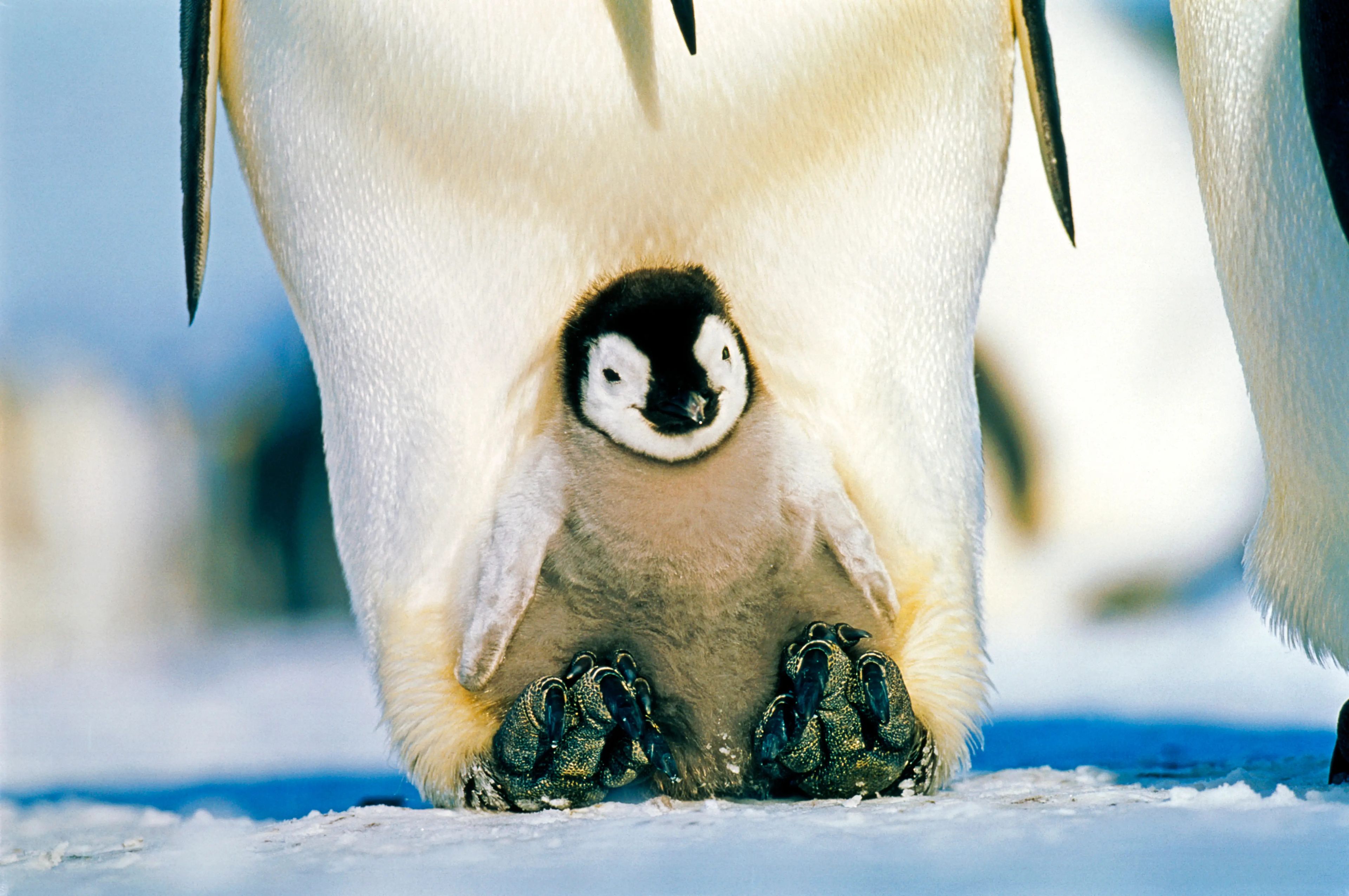 Пингвины моей мамы без. Императорский Пингвин Aptenodytes forsteri. Императорский Пингвин высиживает яйцо. Замерзший Пингвин. Новорожденный Пингвин.