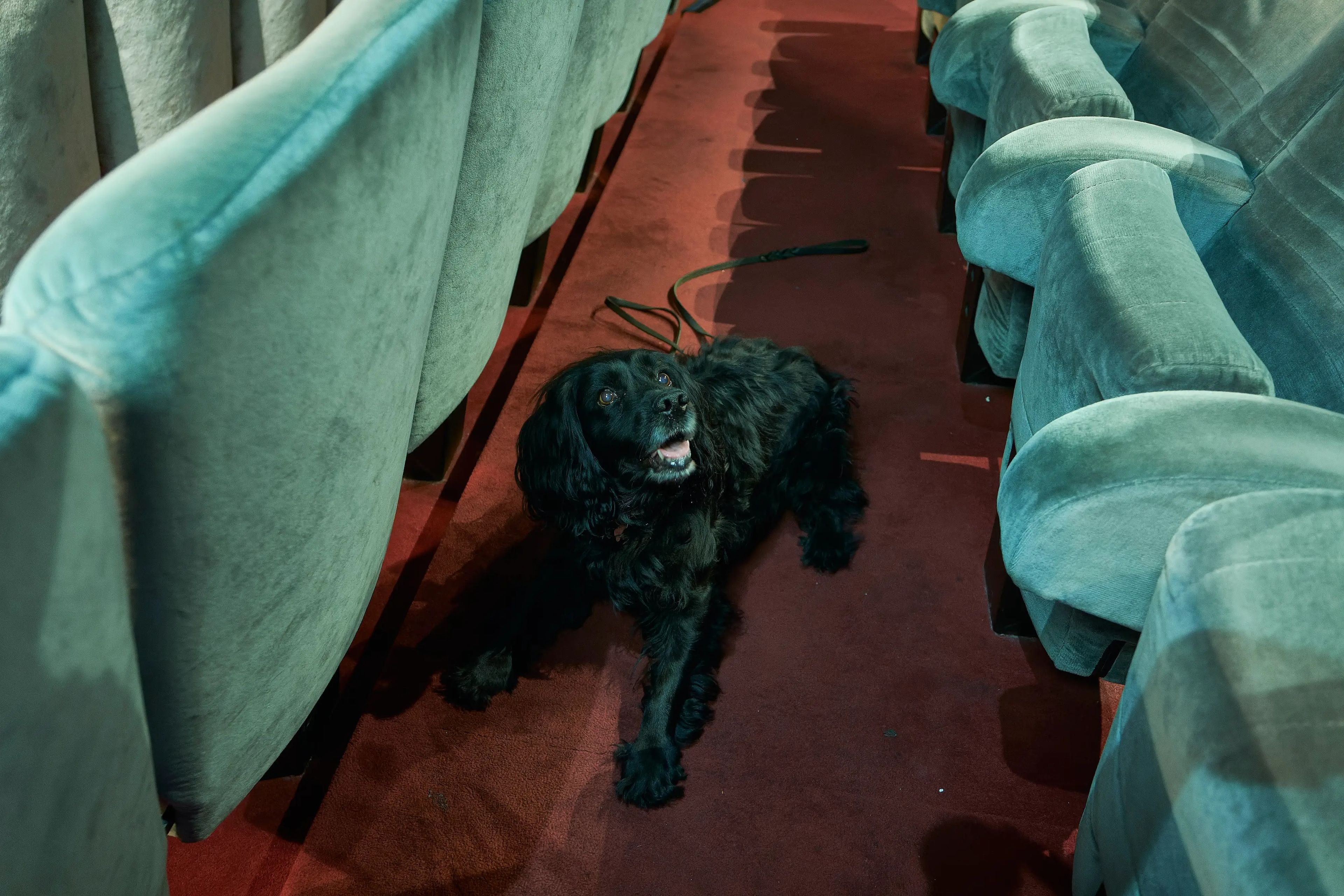 Un perro detector de chinches llamado Thunder sentado frente a unas butacas de cine.