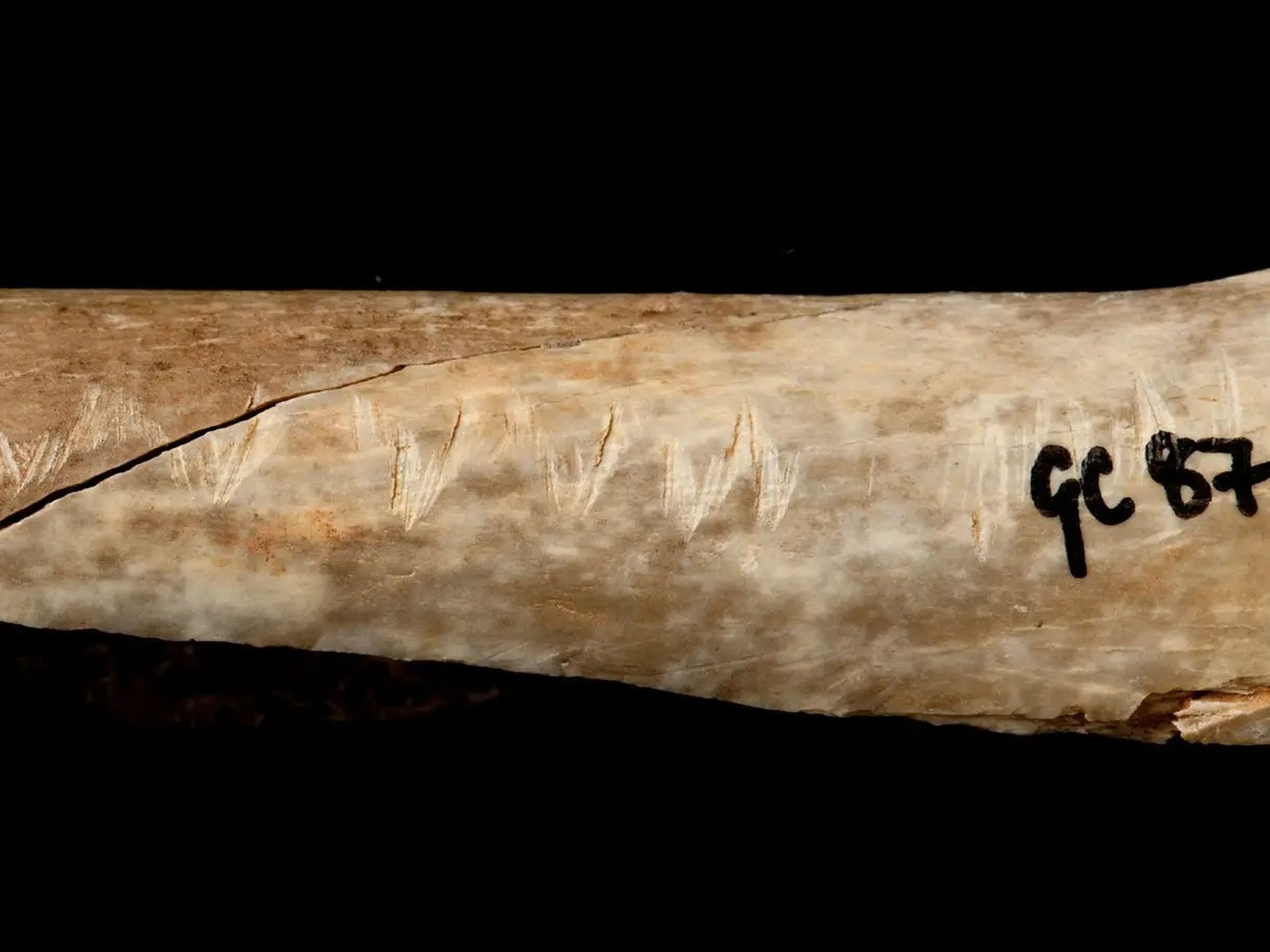 Un hueso del Paleolítico Superior grabado con marcas asociadas al canibalismo ritual, perteneciente al Museo de Historia Natural de Londres.