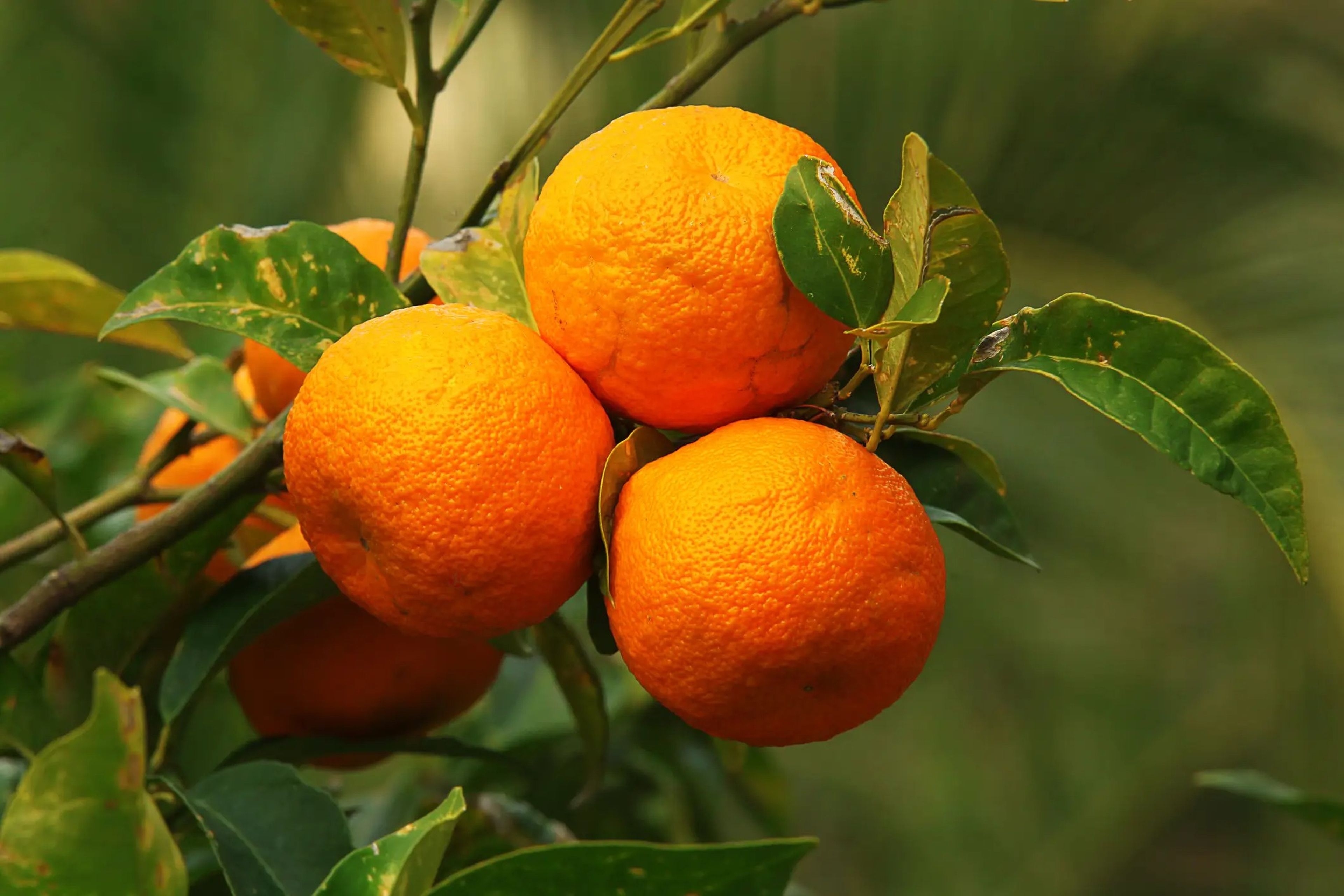 La naranja amarga se ha relacionado con la arritmia cardiaca y puede elevar la presión arterial y la frecuencia cardiaca.