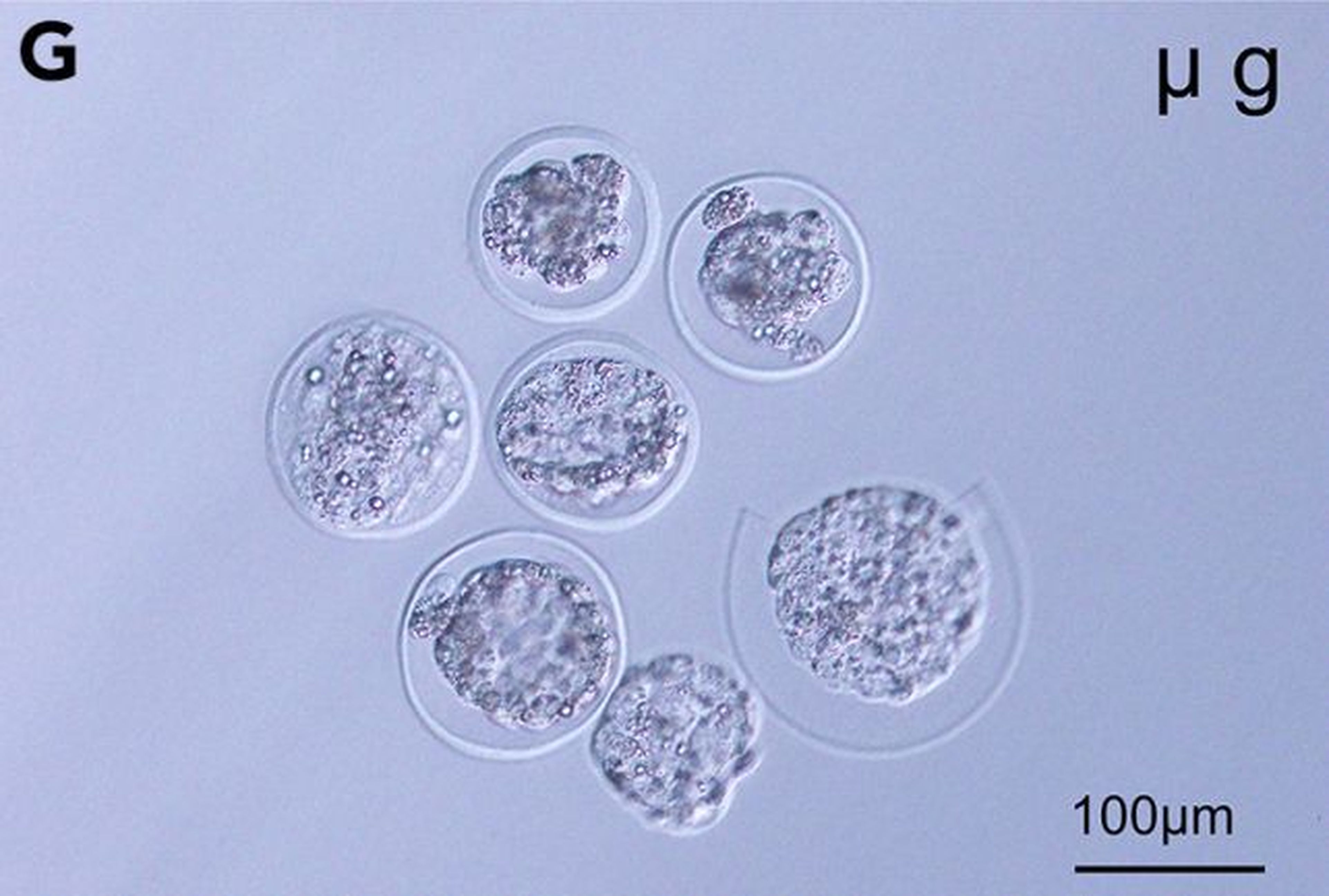 Blastocistos de ratón desarrollados en microgravedad.