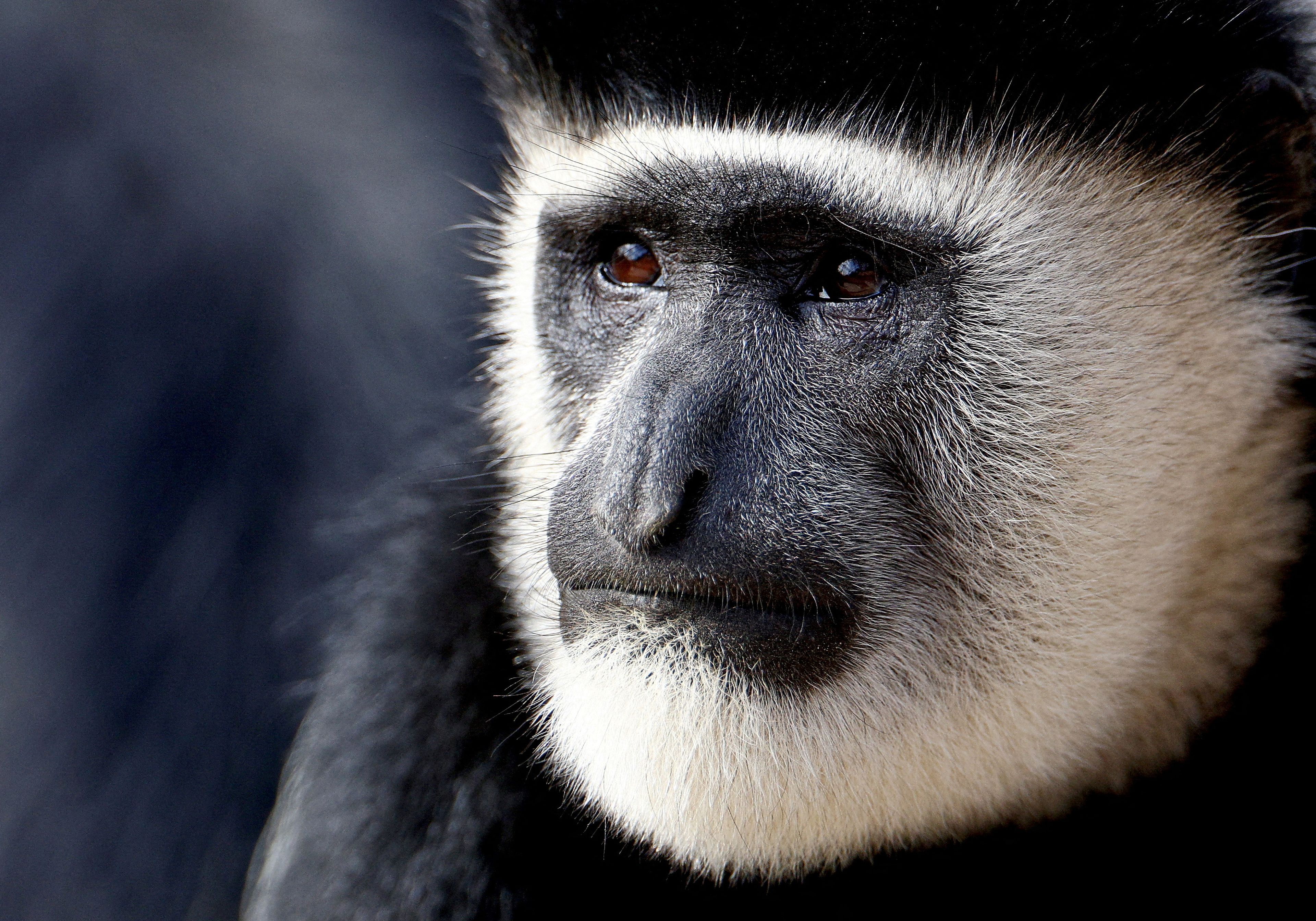 Este primate no es de Neuralink, sino del zoológico de Londres.