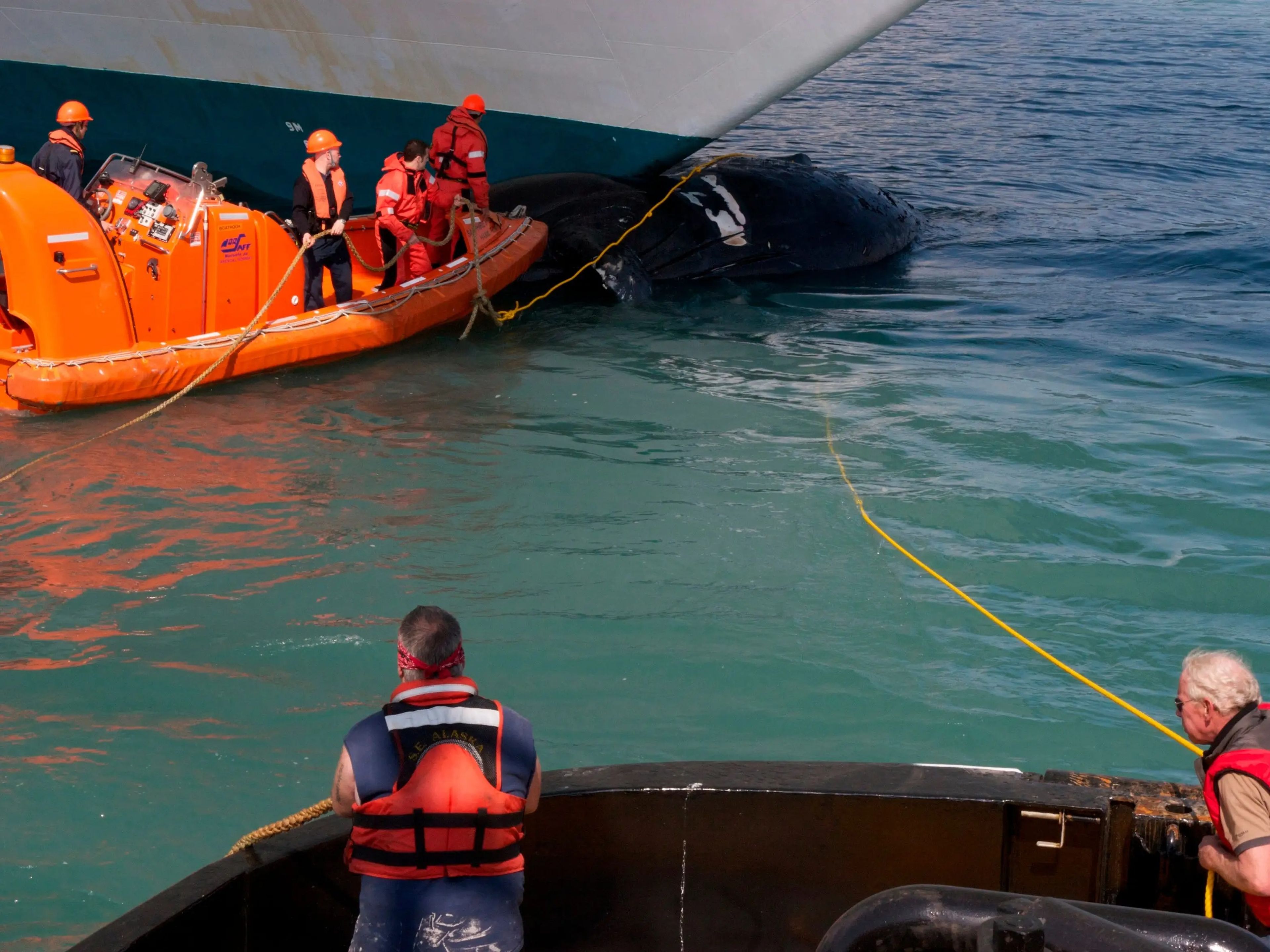 Un cadáver de ballena tuvo que ser retirado de la proa de un crucero en Juneau, Alaska.