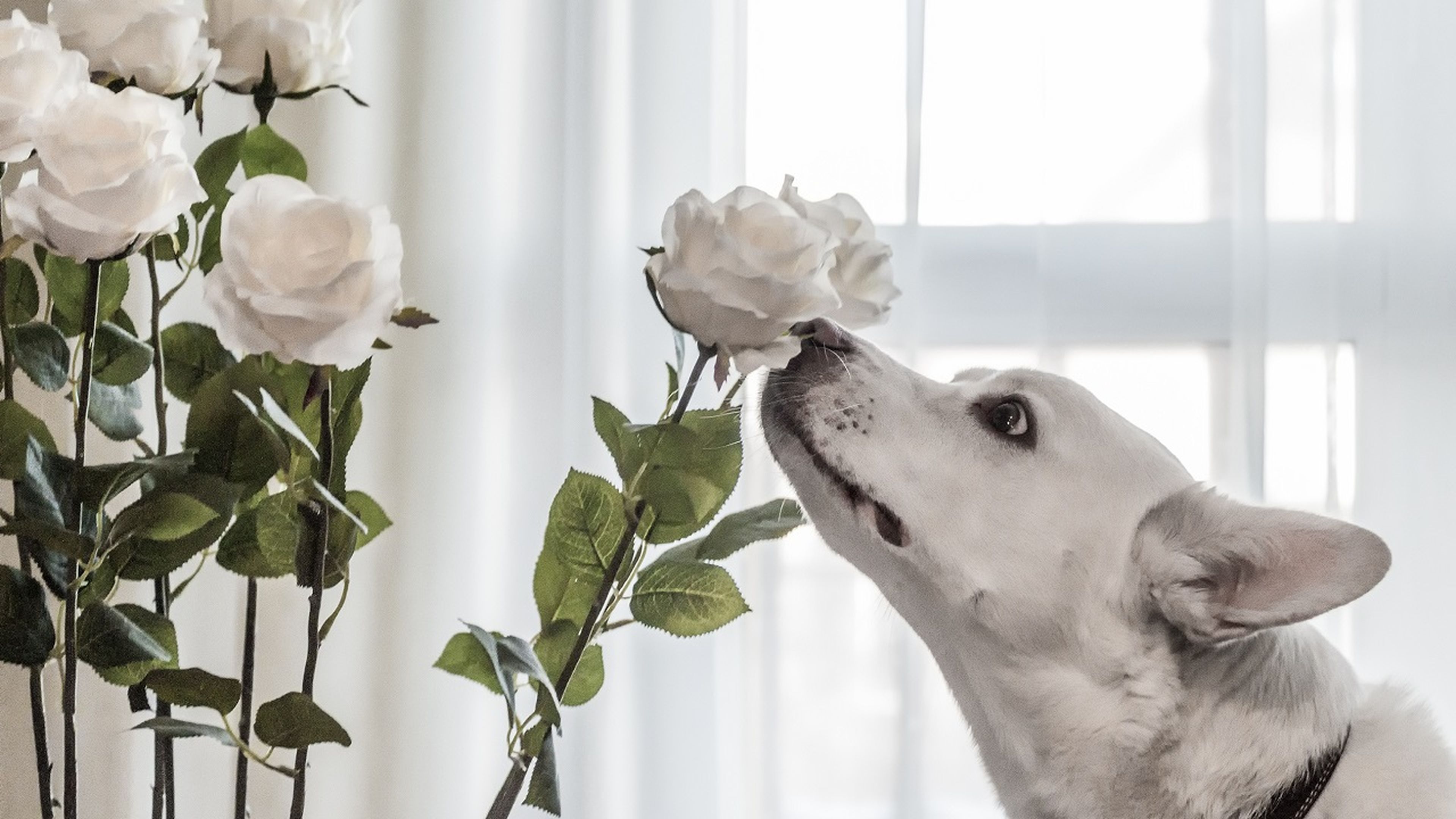 5 remedios naturales (y baratos) que funcionan para acabar con el olor a mascota