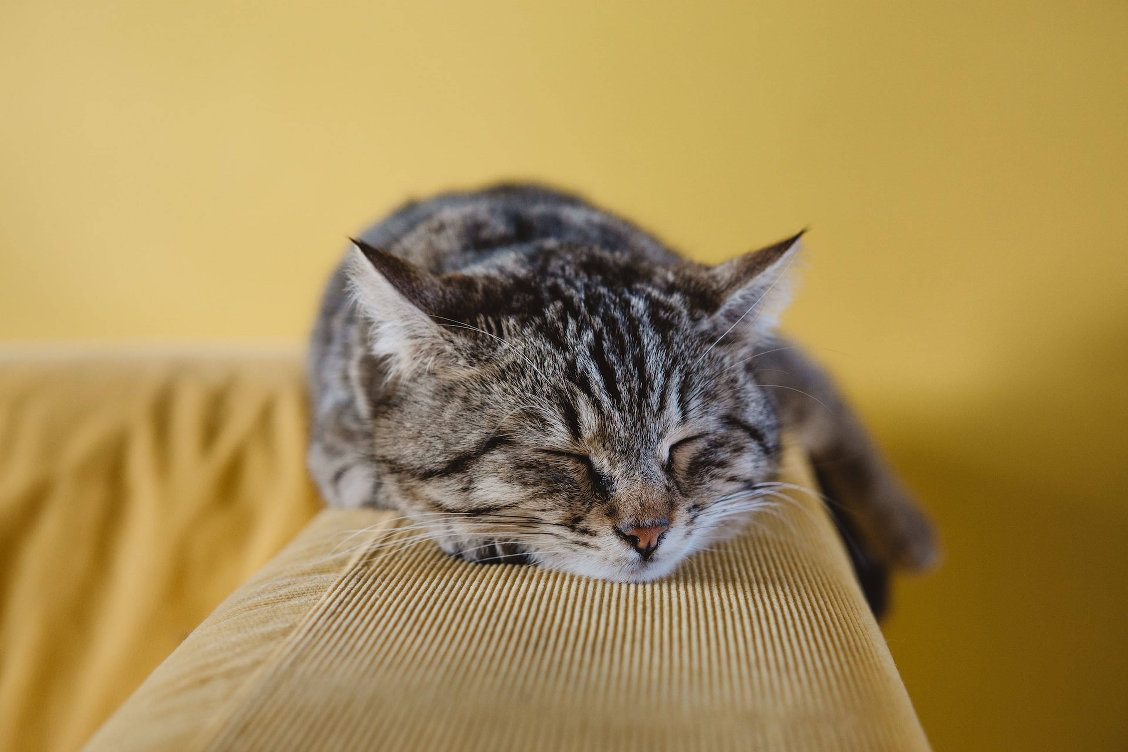Cuántas horas duerme un gato