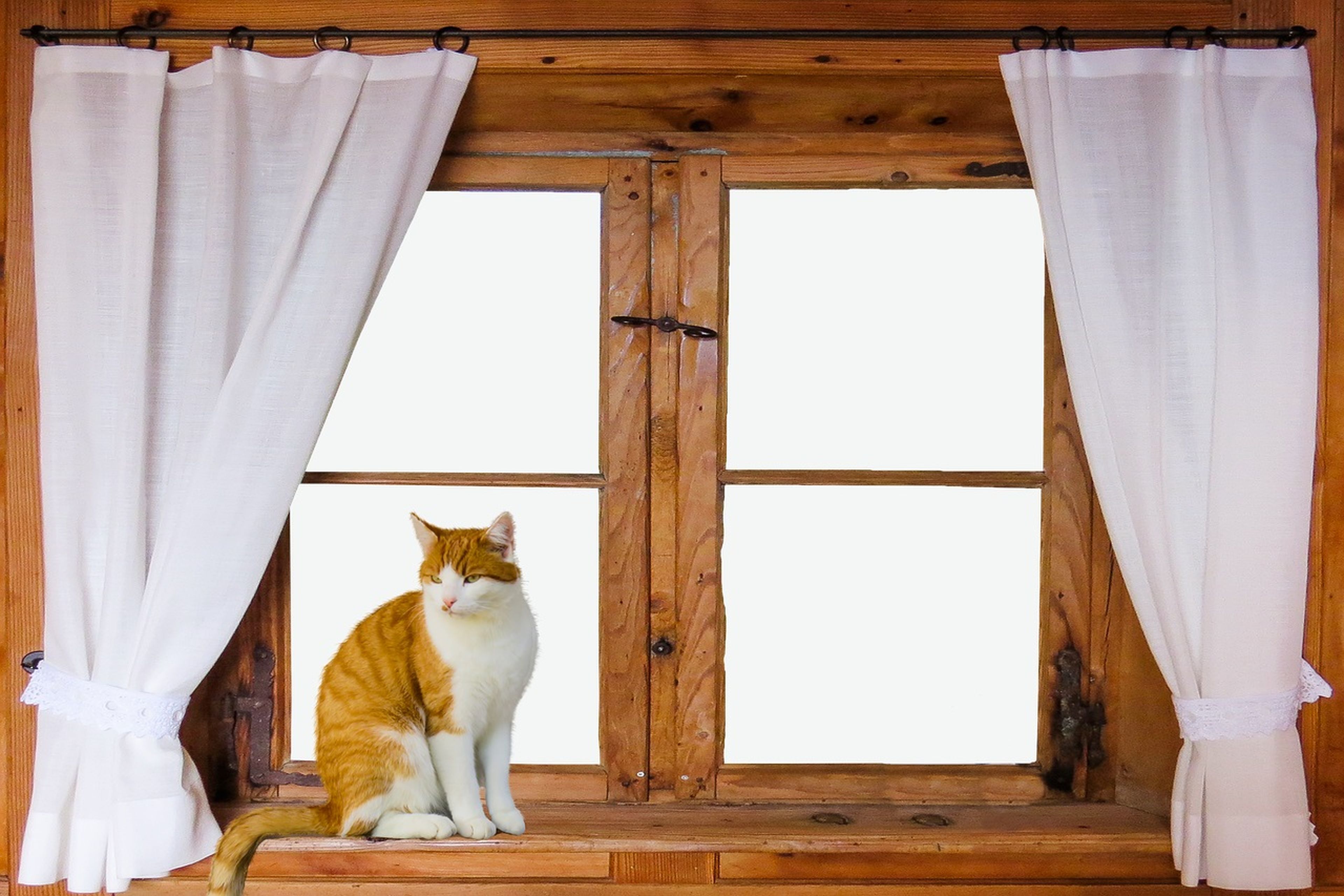 Un gato apoyado en el marco de la puerta.
