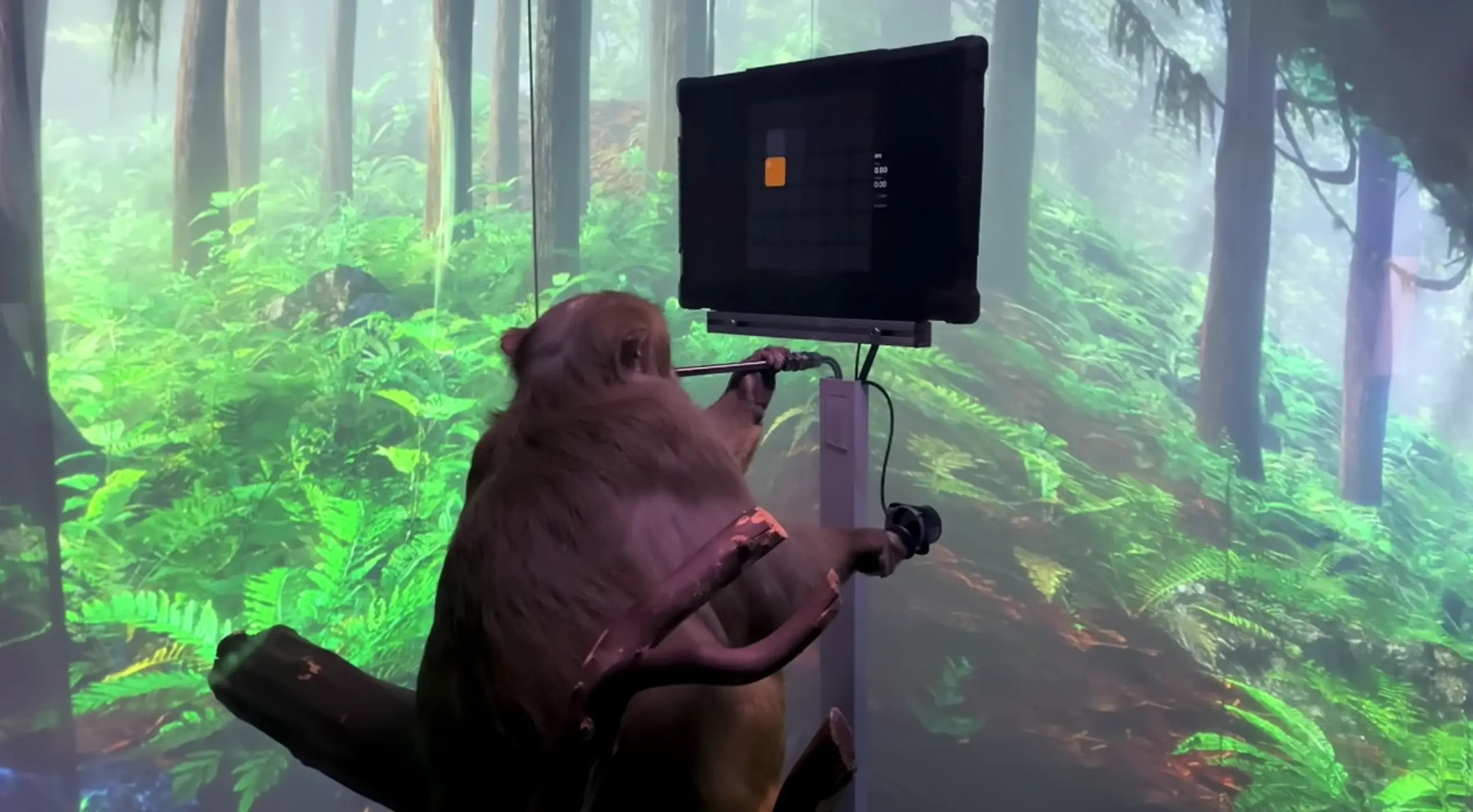 Neuralink ha demostrado cómo sus monos pueden jugar al Pong utilizando sólo su mente con el chip cerebral.
