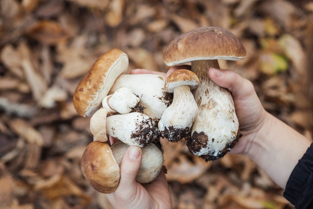 Diferencia entre boletus edulis, boletus aereus y boletus pinícola
