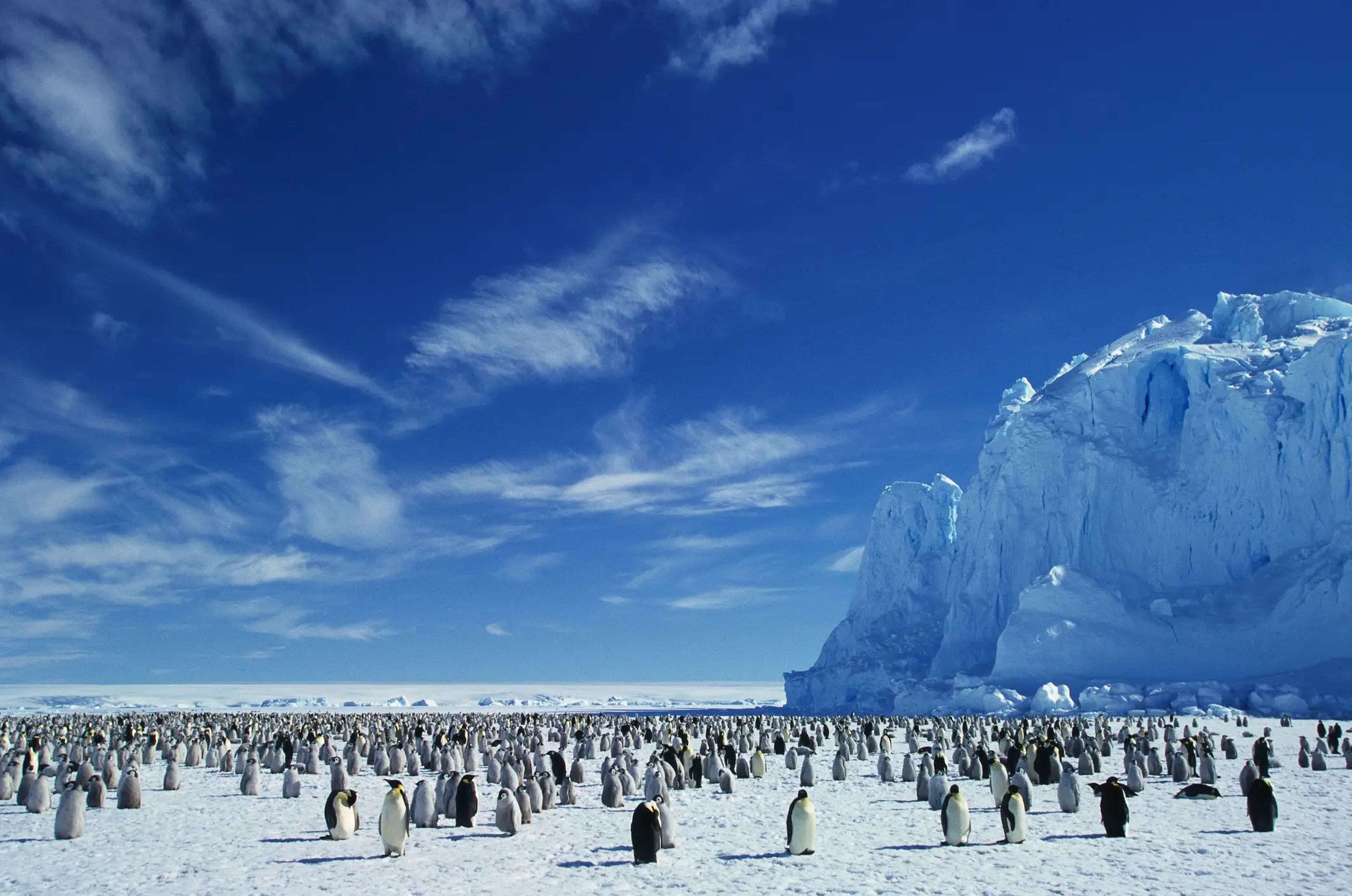 Los numerosos pingüinos emperador que viven en la Antártida probablemente no se verían demasiado afectados si la Tierra dejara de girar.