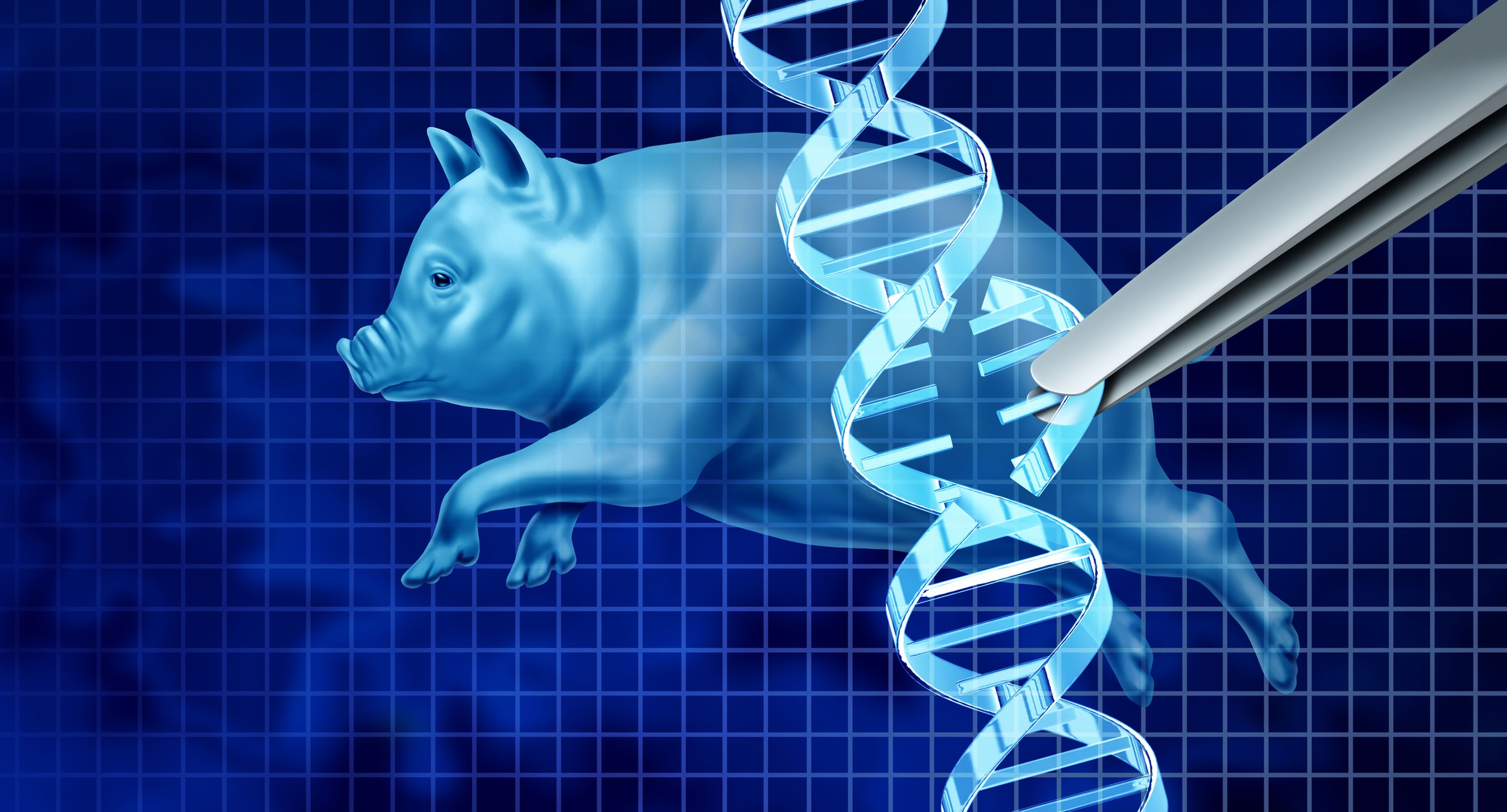 Cerdo genéticamente modificado