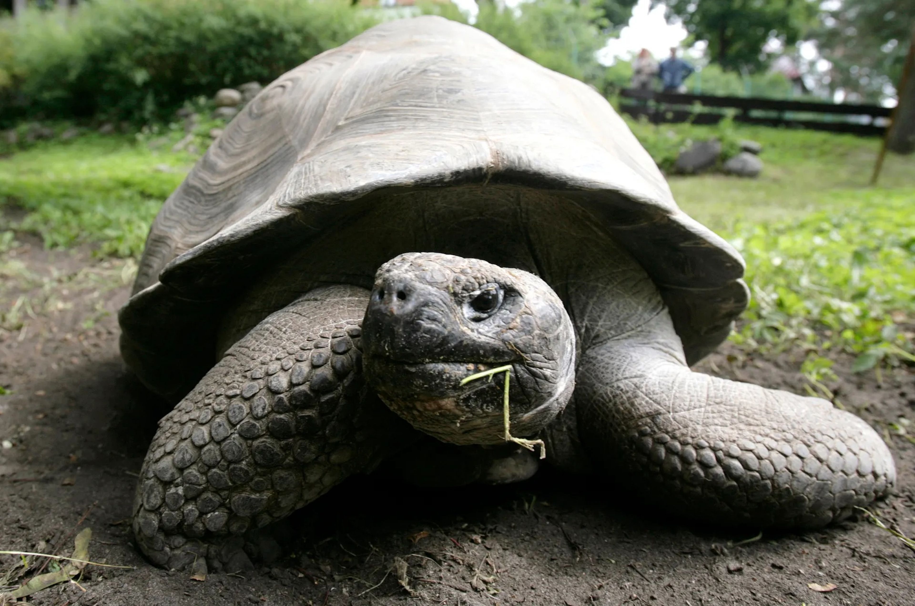 Una tortuga gigante de las Galápagos es fotografiada antes de su pesaje anual en el zoo de Riga.