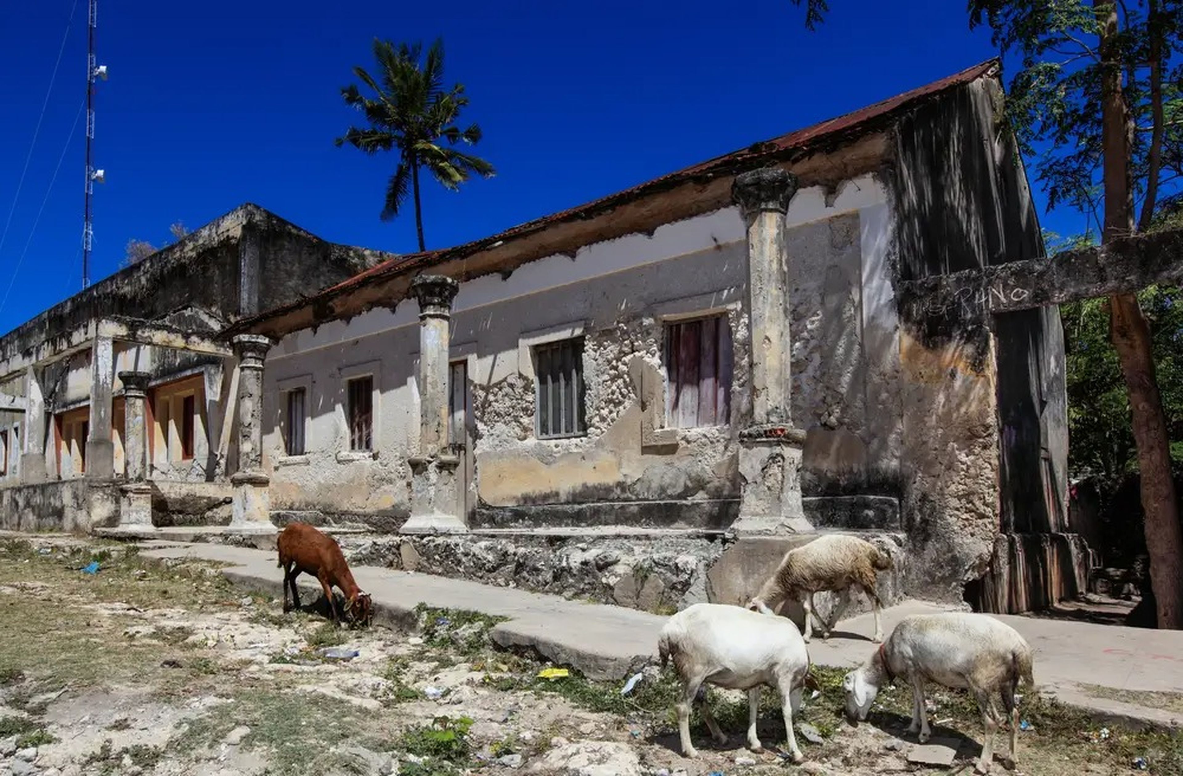 Goats roaming on Ibo Island