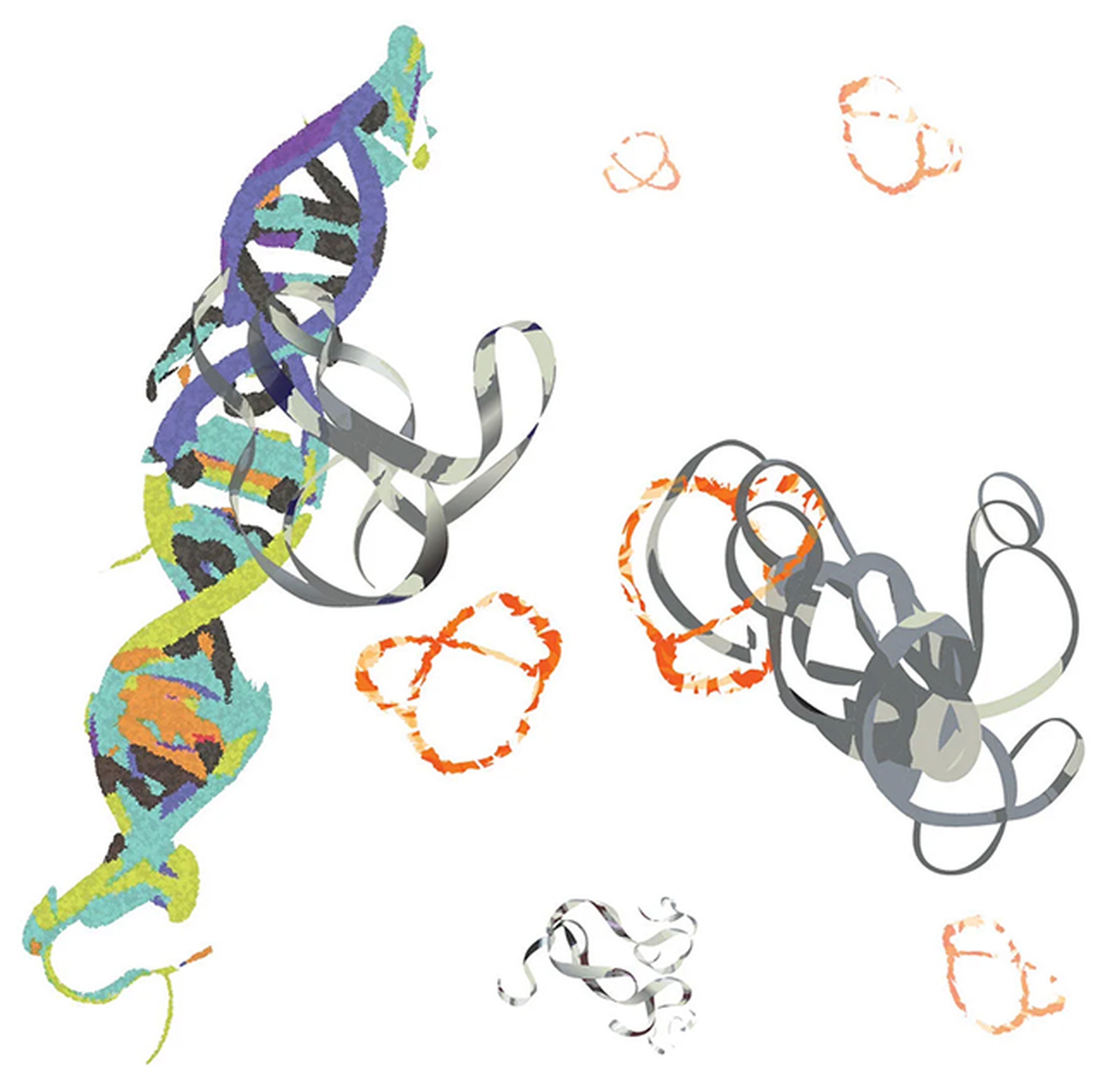 El péptido (naranja) se une a MYC (gris) para detener las interacciones hiperactivas del ADN. 