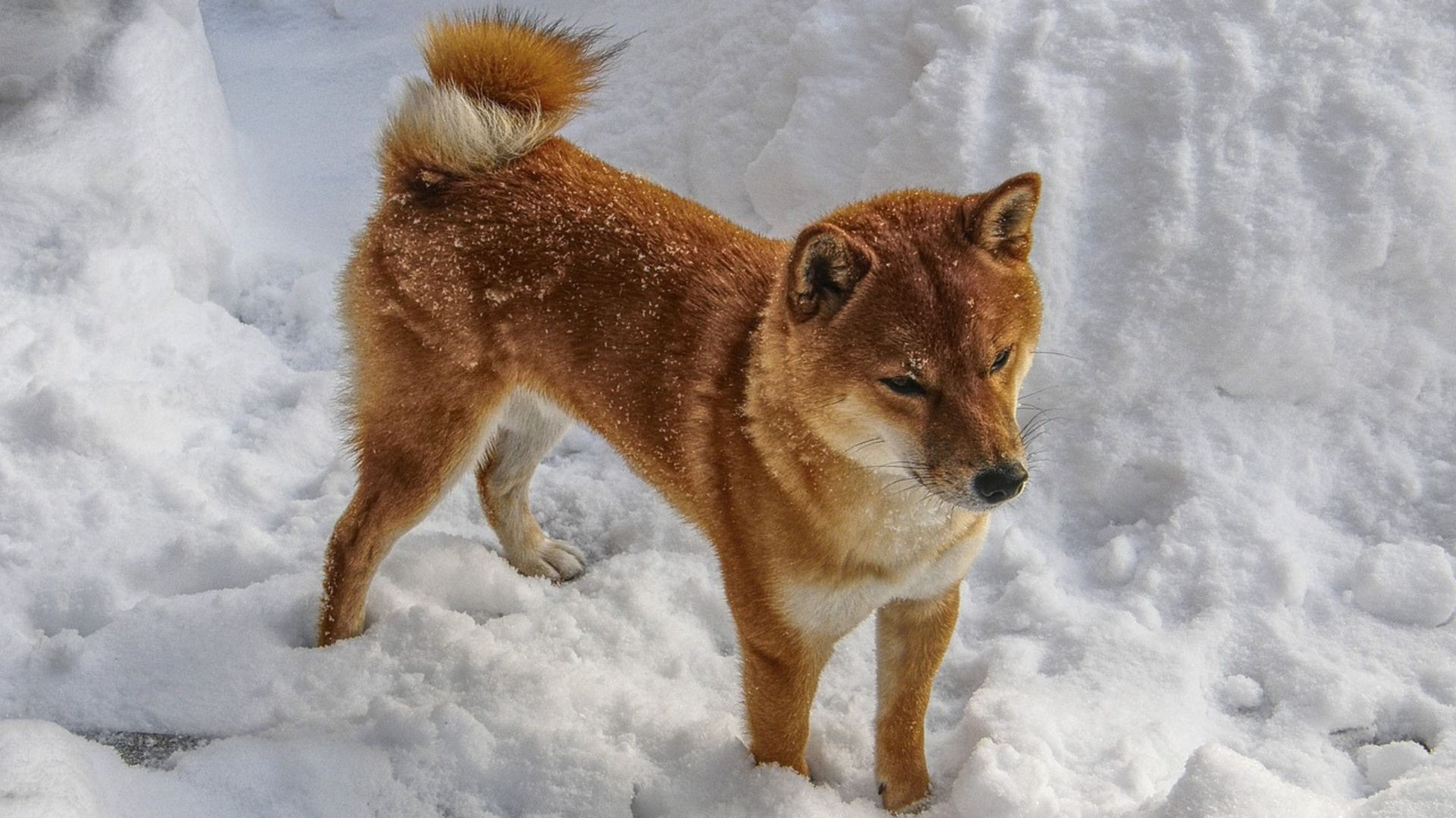 Un perro de la raza shiba inu.