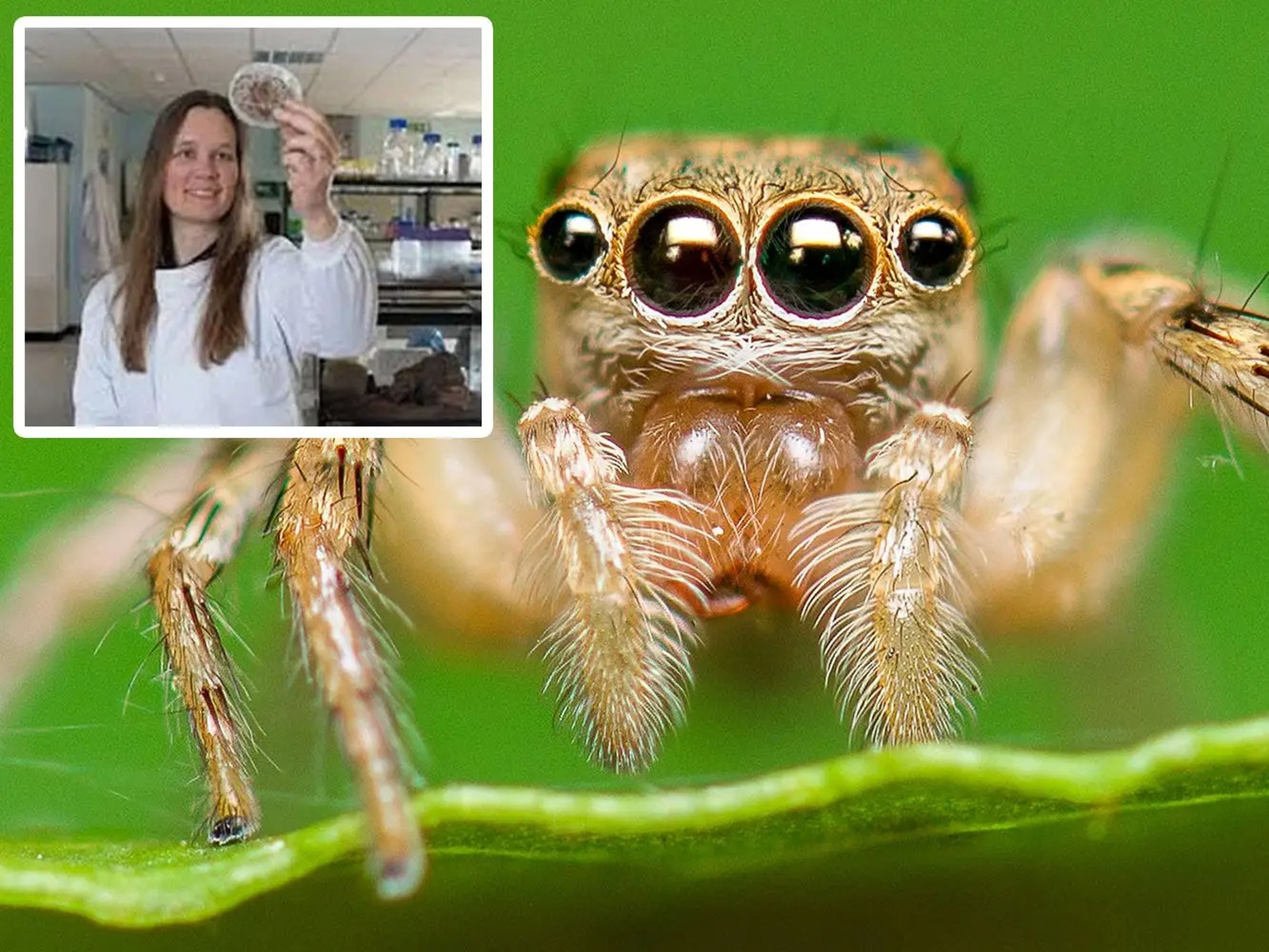 A photo montage shows a close up of a spider next to a picture of biologist Sara Goodacre. Goodacre is shown wearing white protective gear in a laboratory, looking up at scientific equipment.