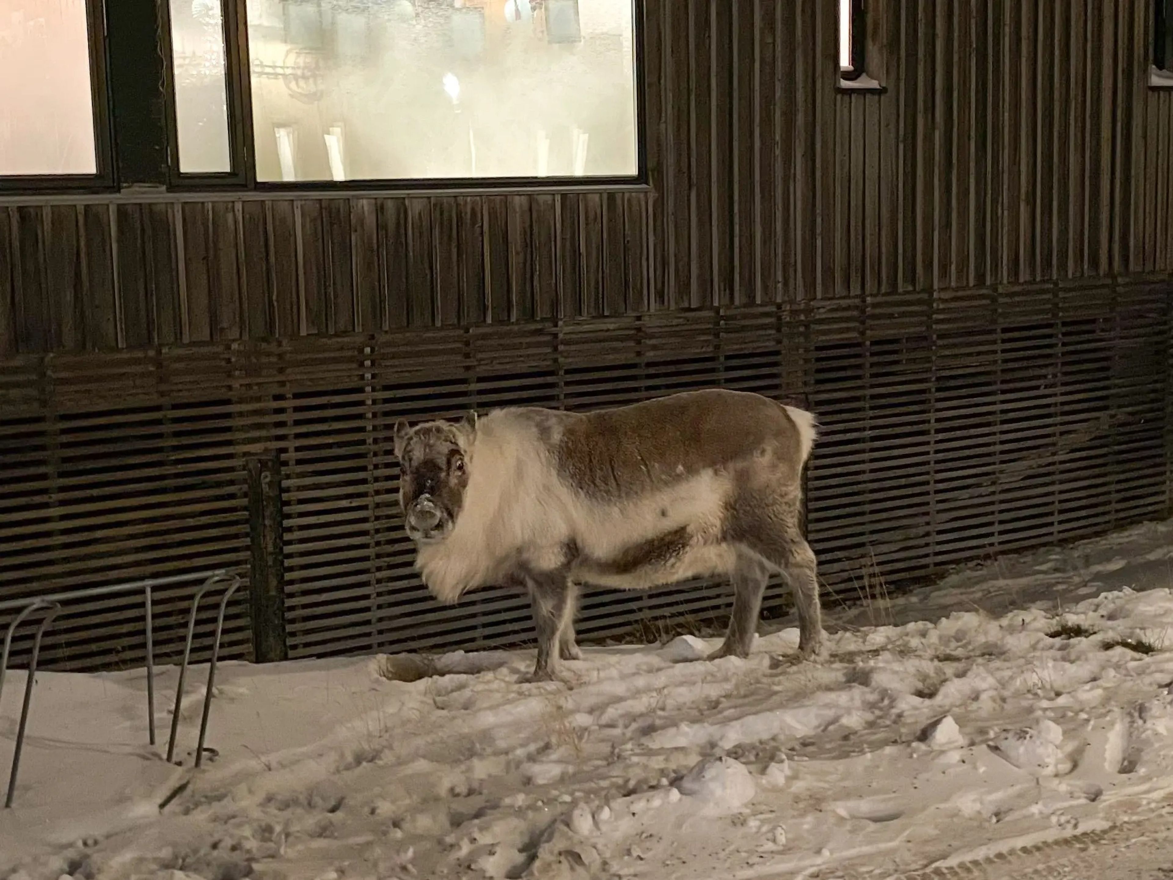 A reindeer on the side of a road