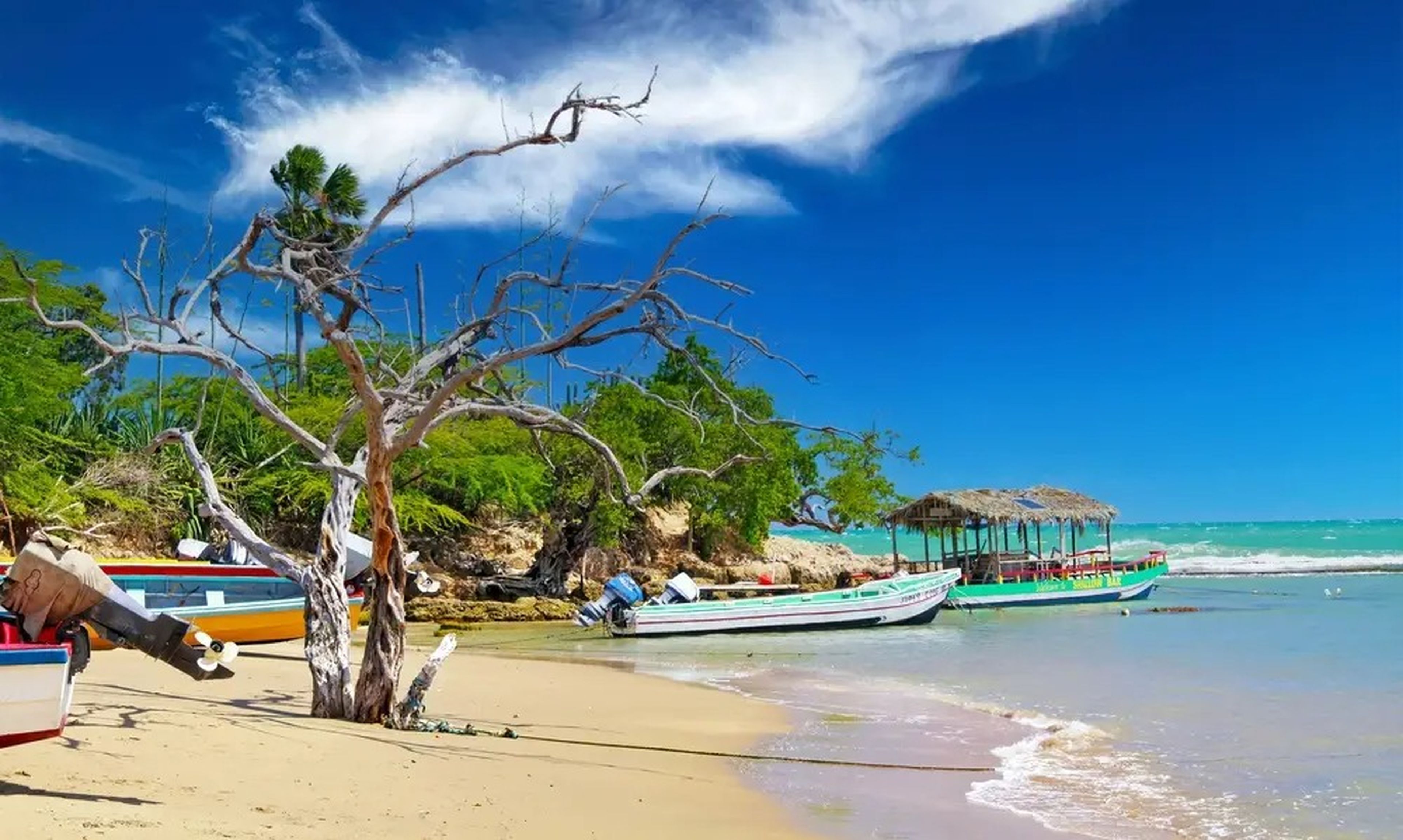Tree in the sands of Treasure Beach, Jamaica with colorful boats nearby