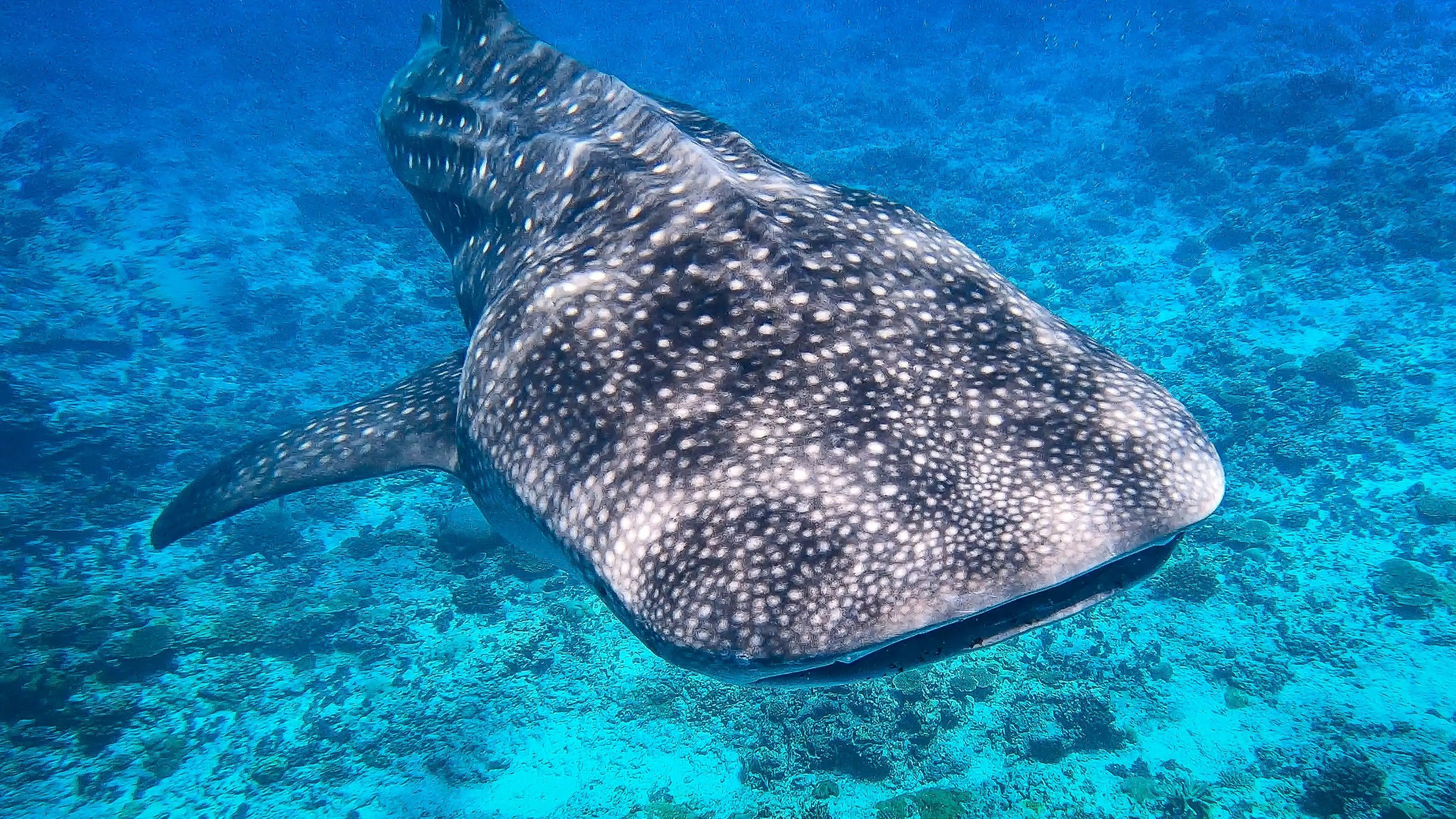 An underwater photo of a large whale shark with white spots.